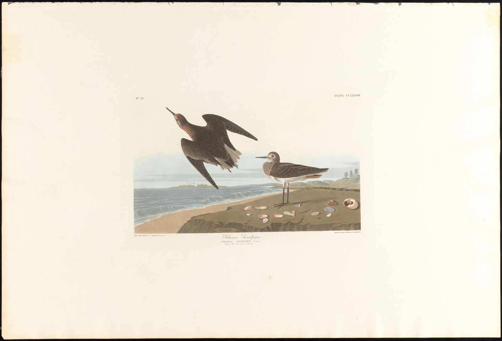 Schinz's sandpiper — Audubon, John James, 1785-1851 (Artist); Havell, Robert, 1793-1878 (Engraver)
