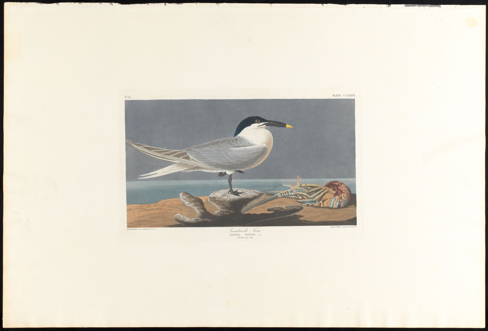 Sandwich tern — Audubon, John James, 1785-1851 (Artist); Havell, Robert, 1793-1878 (Engraver)