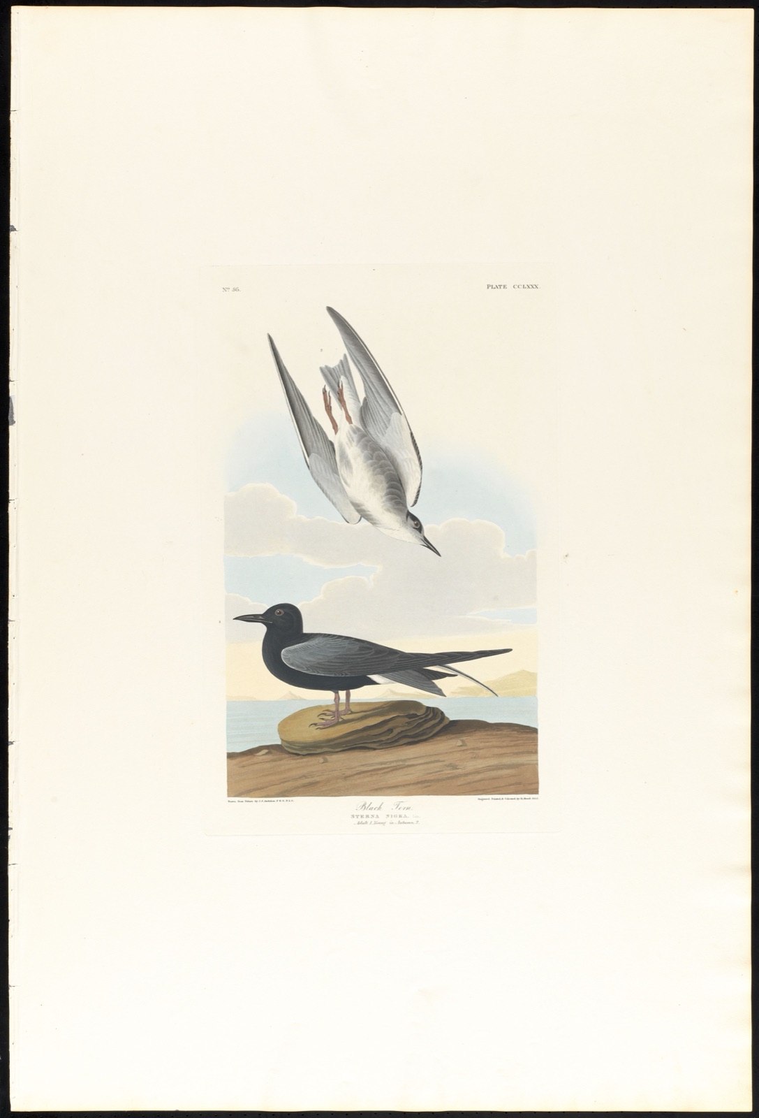 Black tern — Audubon, John James, 1785-1851 (Artist); Havell, Robert, 1793-1878 (Engraver)