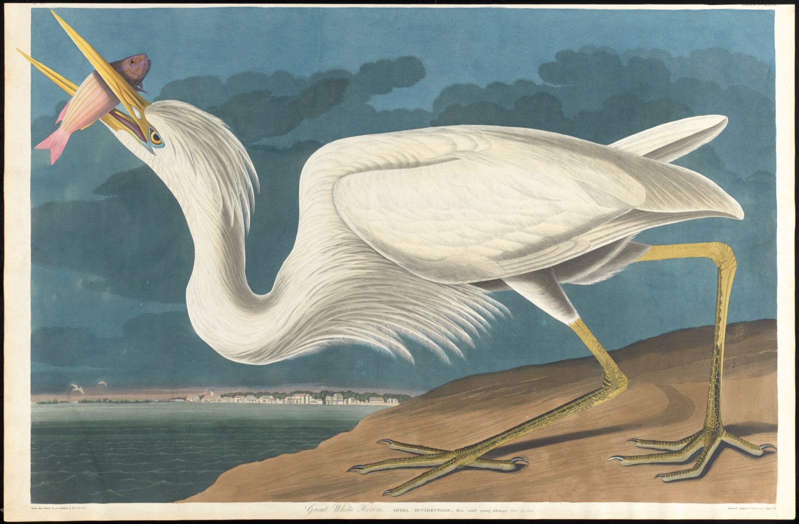 Great white heron — Audubon, John James, 1785-1851 (Artist); Havell, Robert, 1793-1878 (Engraver)