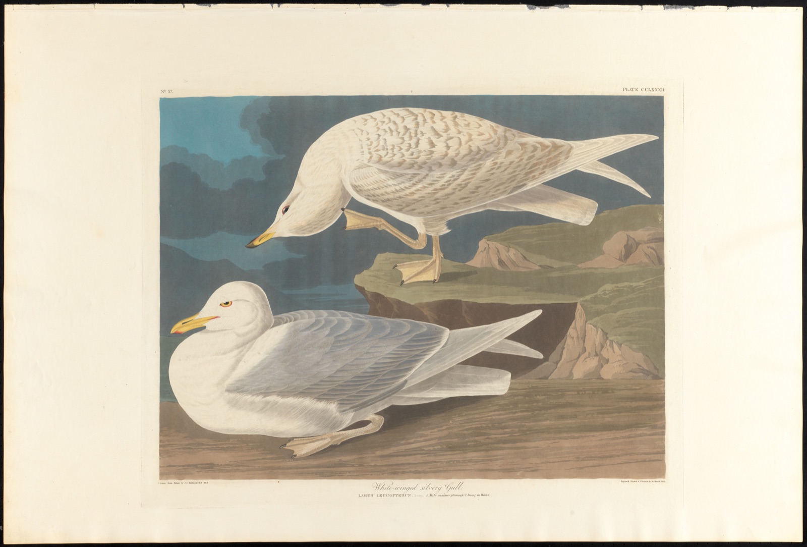 White-winged silvery gull — Audubon, John James, 1785-1851 (Artist); Havell, Robert, 1793-1878 (Engraver)