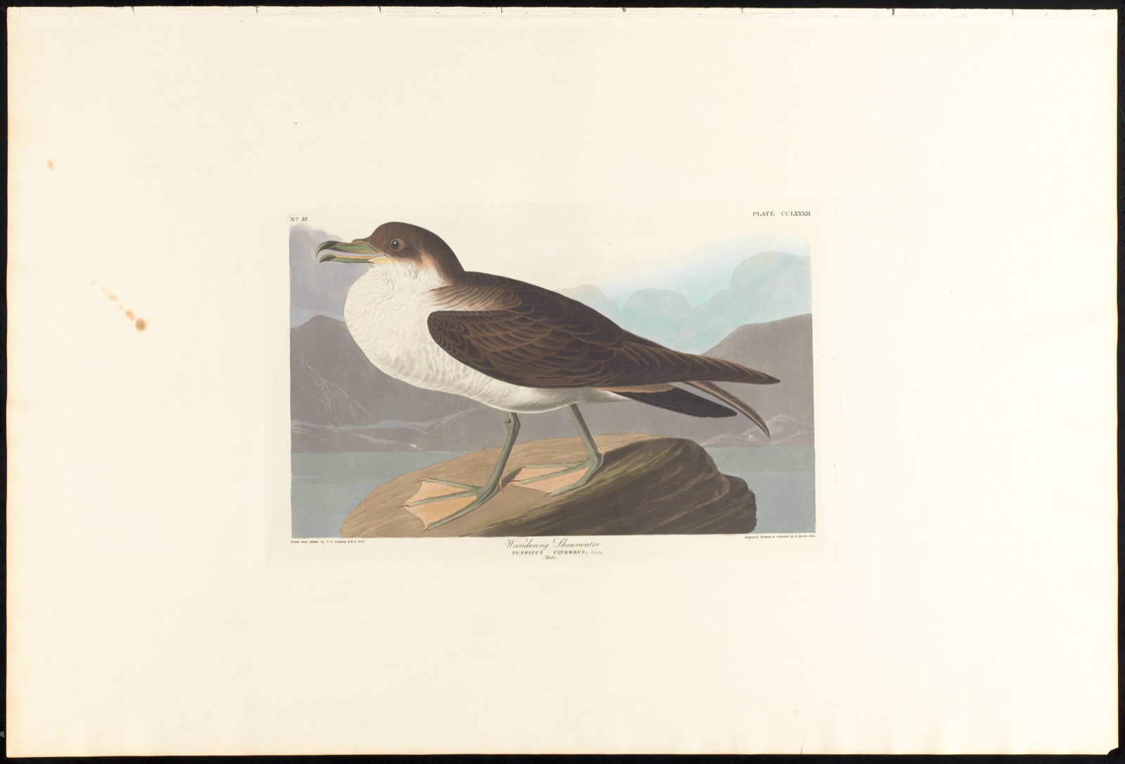 Wandering shearwater — Audubon, John James, 1785-1851 (Artist); Havell, Robert, 1793-1878 (Engraver)