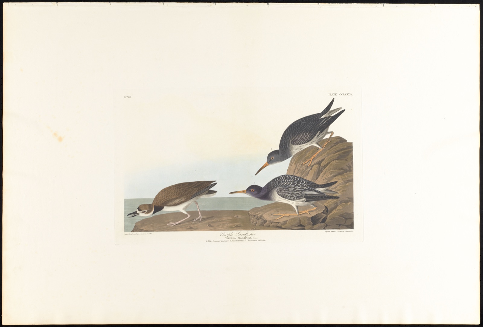 Purple sandpiper — Audubon, John James, 1785-1851 (Artist); Havell, Robert, 1793-1878 (Engraver)