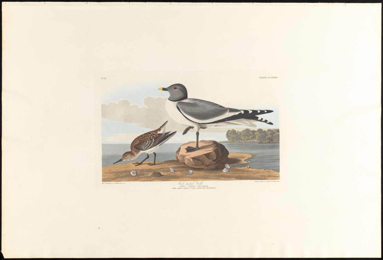 Fork-tailed gull — Audubon, John James, 1785-1851 (Artist); Havell, Robert, 1793-1878 (Engraver)