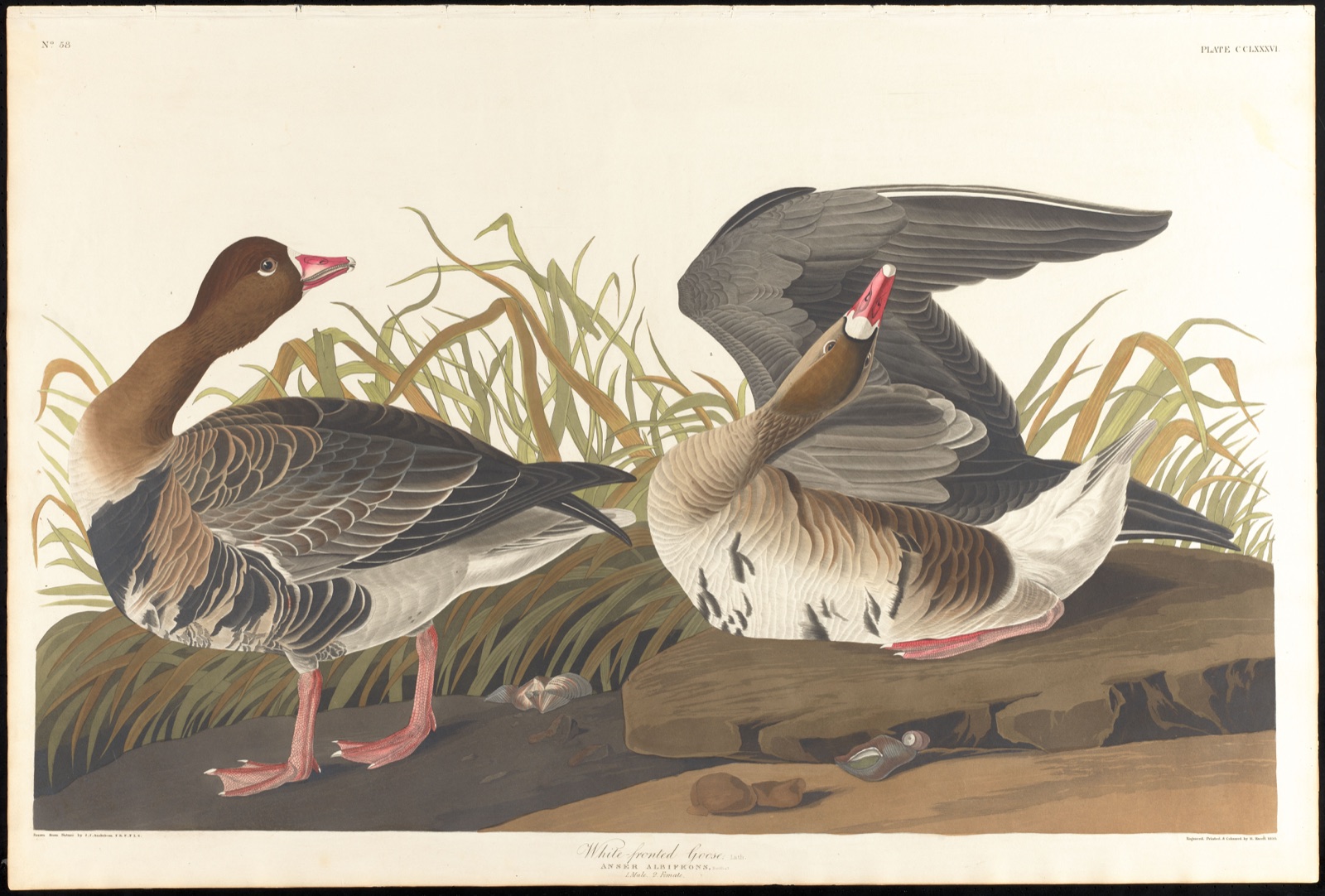 White-fronted goose, Lath. — Audubon, John James, 1785-1851 (Artist); Havell, Robert, 1793-1878 (Engraver)
