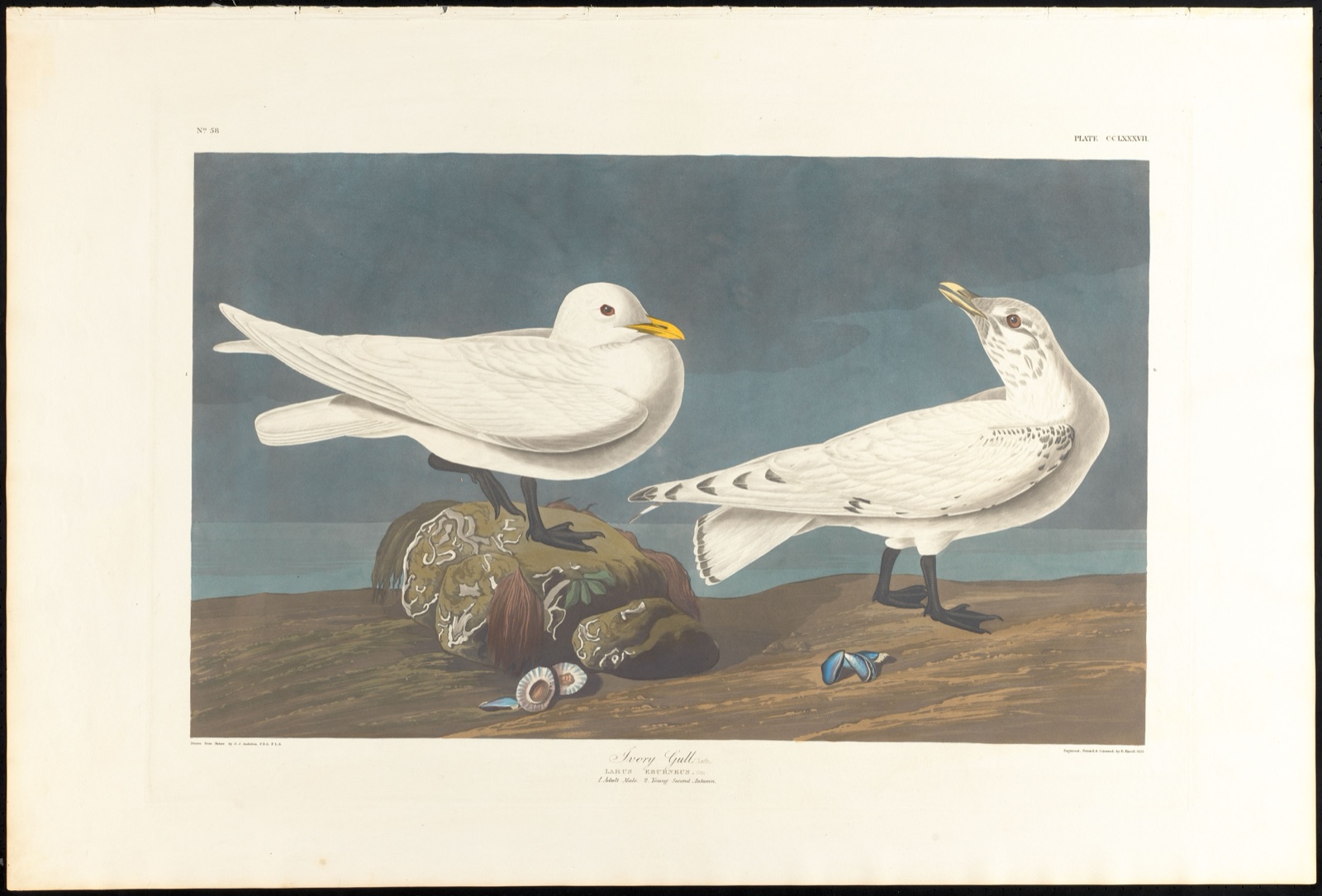 Ivory gull, Lath. — Audubon, John James, 1785-1851 (Artist); Havell, Robert, 1793-1878 (Engraver)