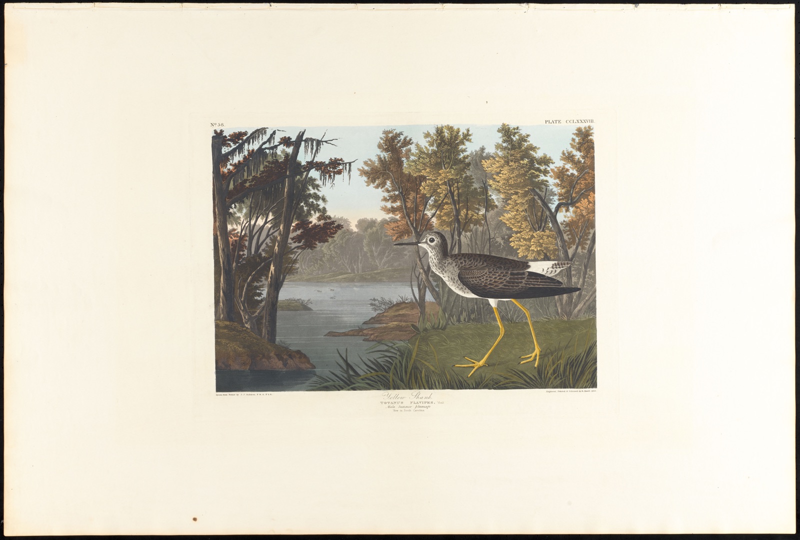 Yellow shank — Audubon, John James, 1785-1851 (Artist); Havell, Robert, 1793-1878 (Engraver)