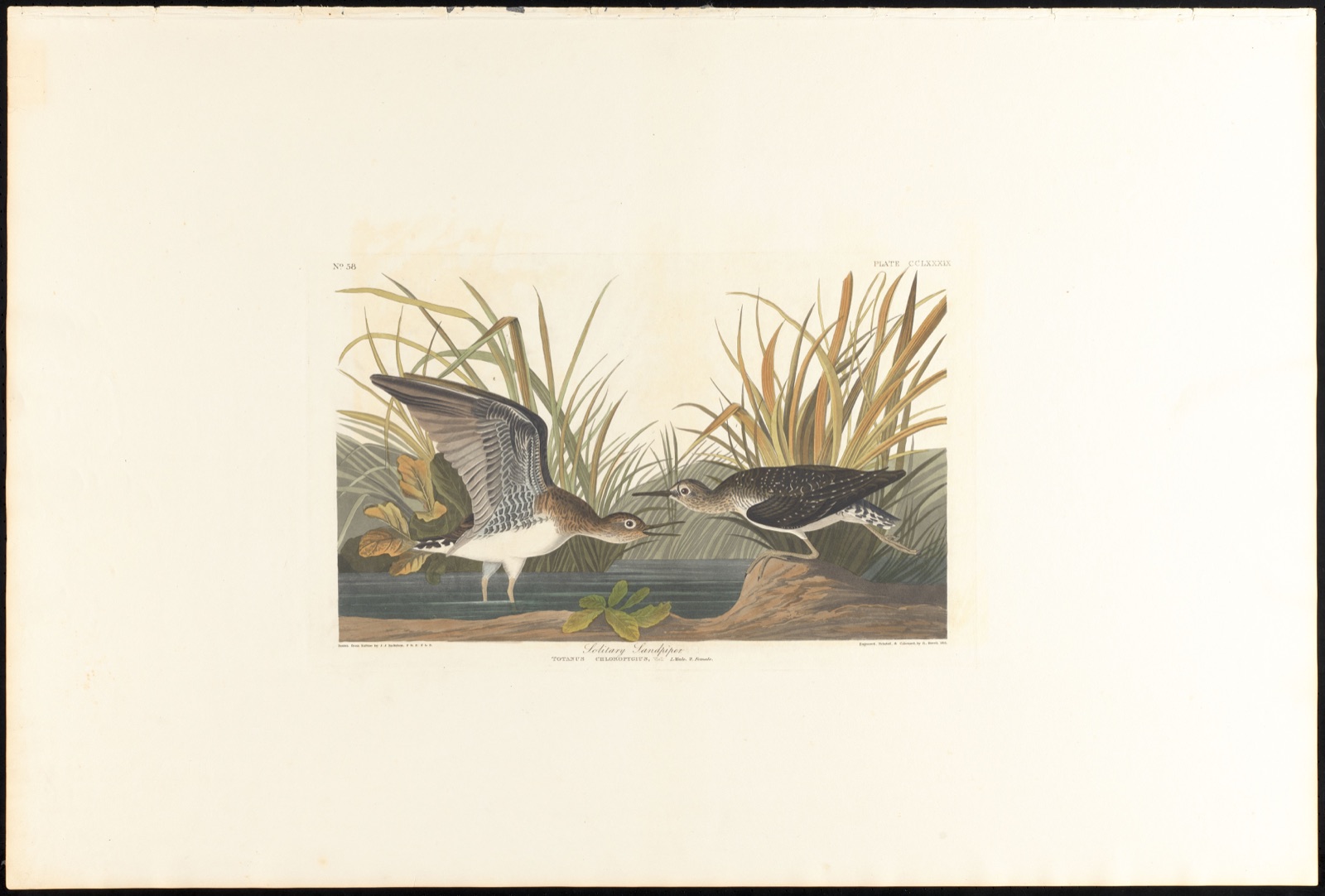 Solitary sandpiper — Audubon, John James, 1785-1851 (Artist); Havell, Robert, 1793-1878 (Engraver)