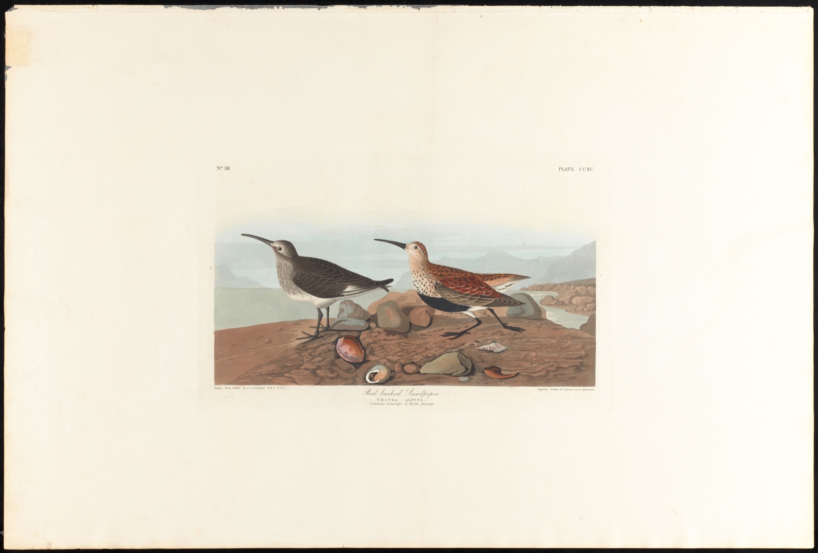 Red-backed sandpiper — Audubon, John James, 1785-1851 (Artist); Havell, Robert, 1793-1878 (Engraver)