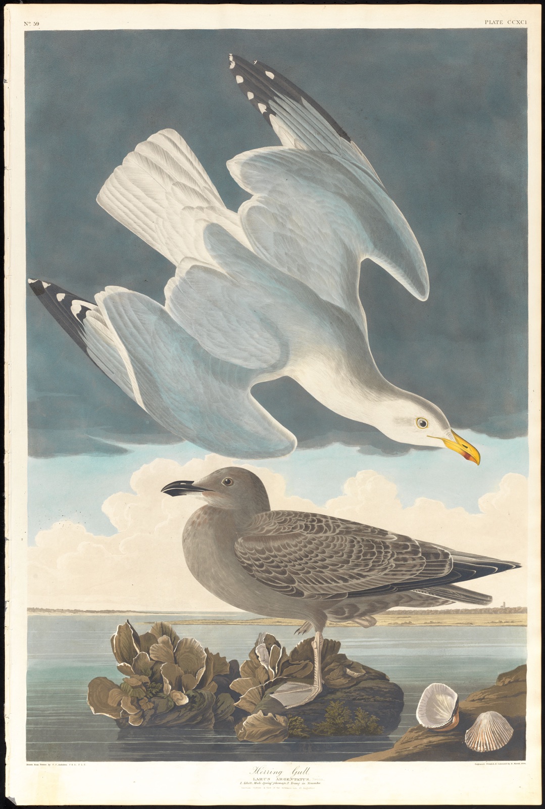 Herring gull — Audubon, John James, 1785-1851 (Artist); Havell, Robert, 1793-1878 (Engraver)