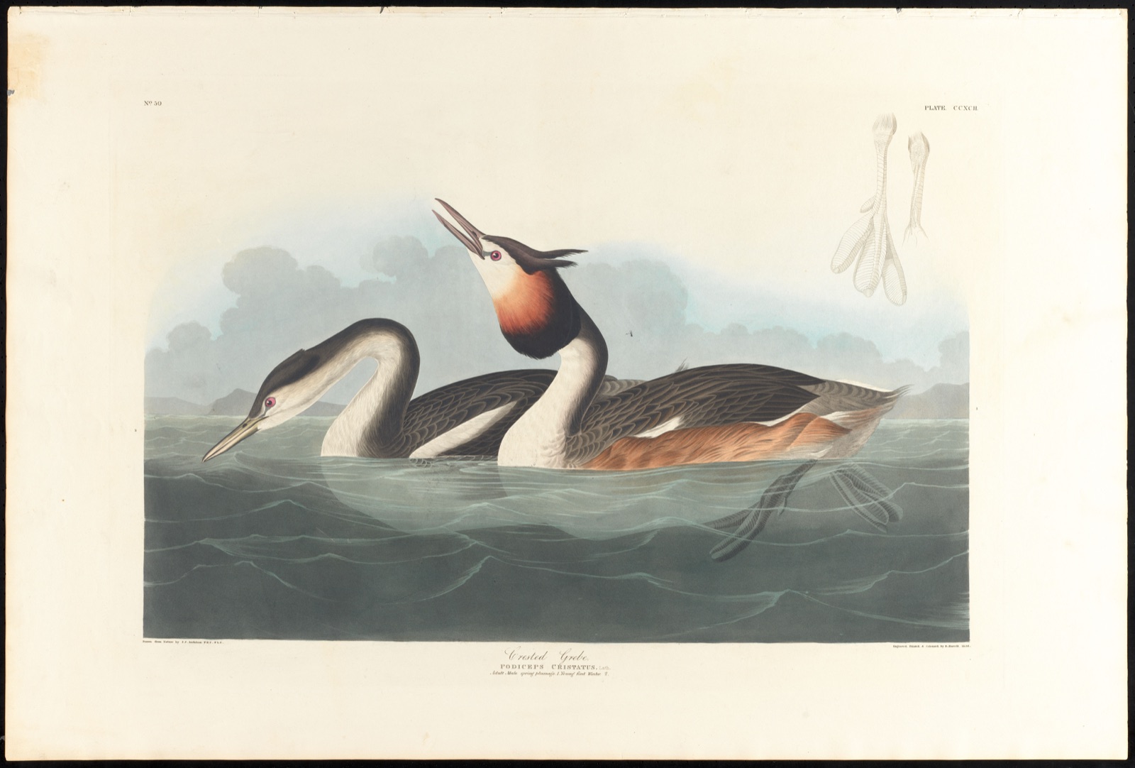 Crested grebe — Audubon, John James, 1785-1851 (Artist); Havell, Robert, 1793-1878 (Engraver)