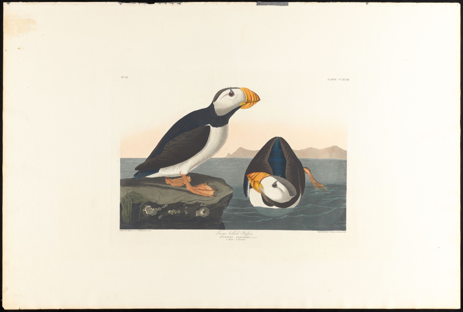 Large-billed puffin — Audubon, John James, 1785-1851 (Artist); Havell, Robert, 1793-1878 (Engraver)