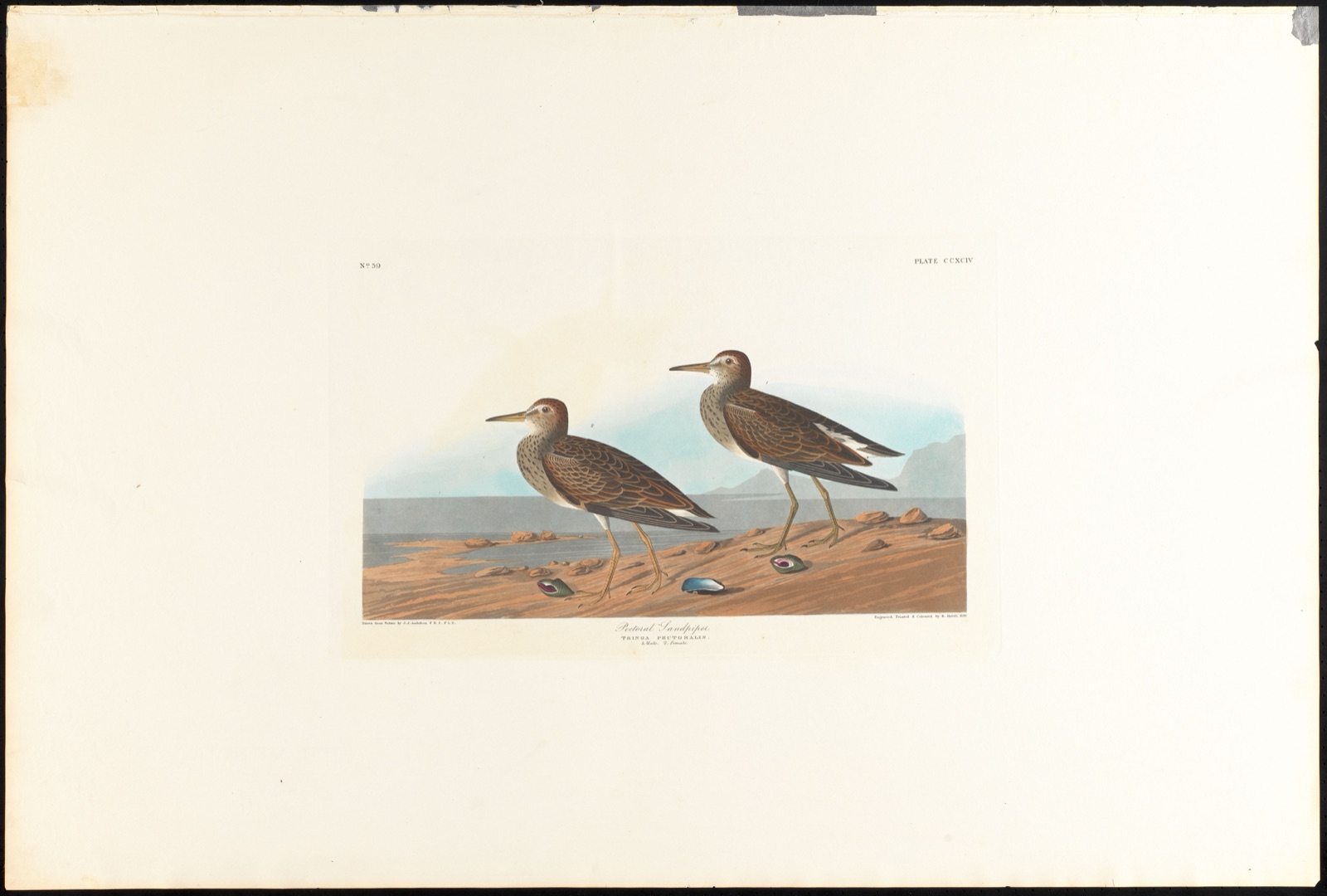 Pectoral sandpiper — Audubon, John James, 1785-1851 (Artist); Havell, Robert, 1793-1878 (Engraver)