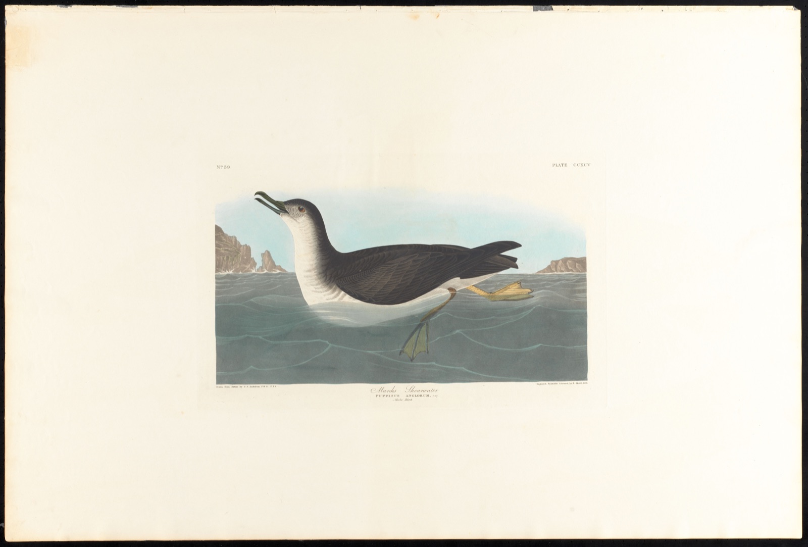 Manks shearwater — Audubon, John James, 1785-1851 (Artist); Havell, Robert, 1793-1878 (Engraver)