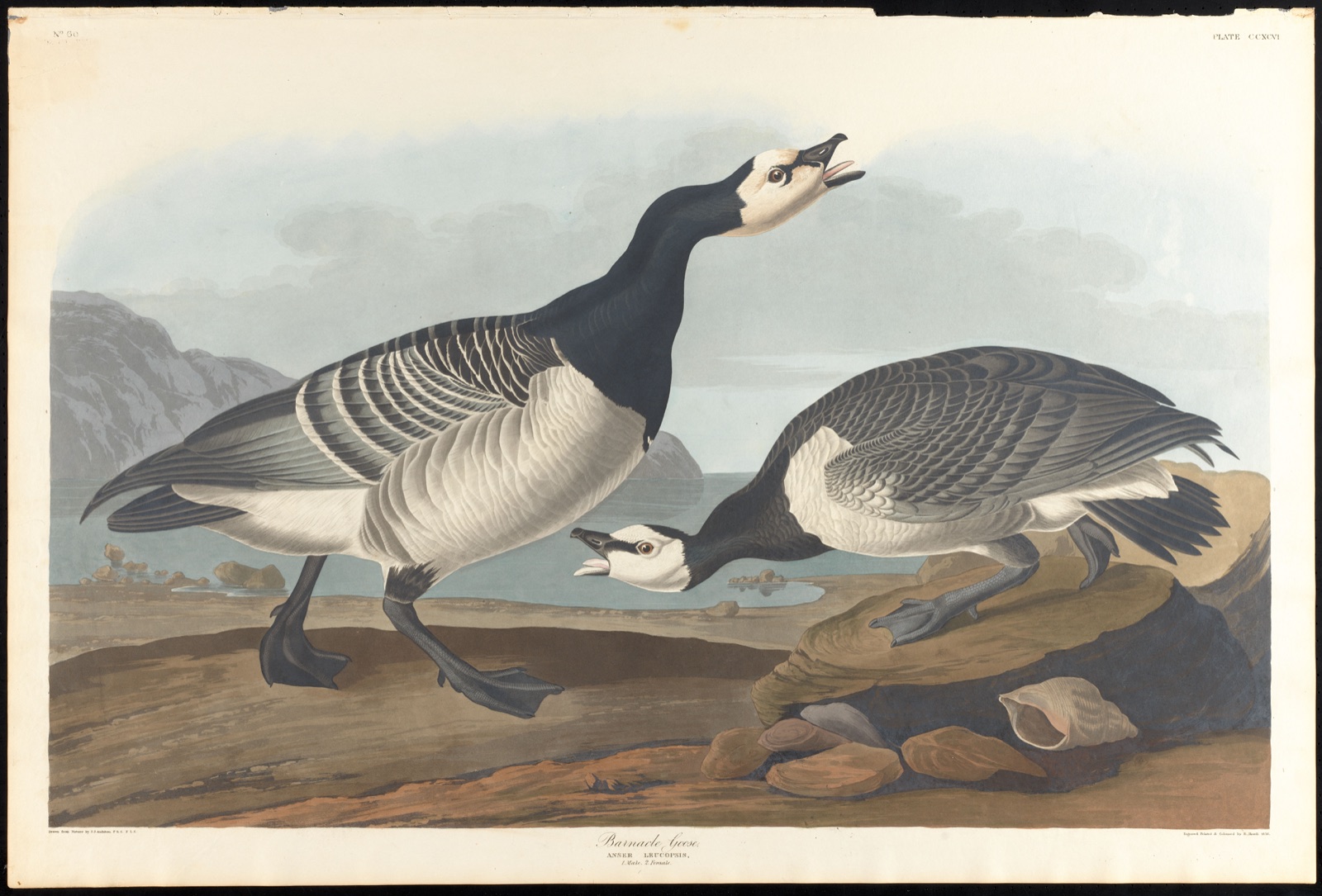Barnacle goose — Audubon, John James, 1785-1851 (Artist); Havell, Robert, 1793-1878 (Engraver)
