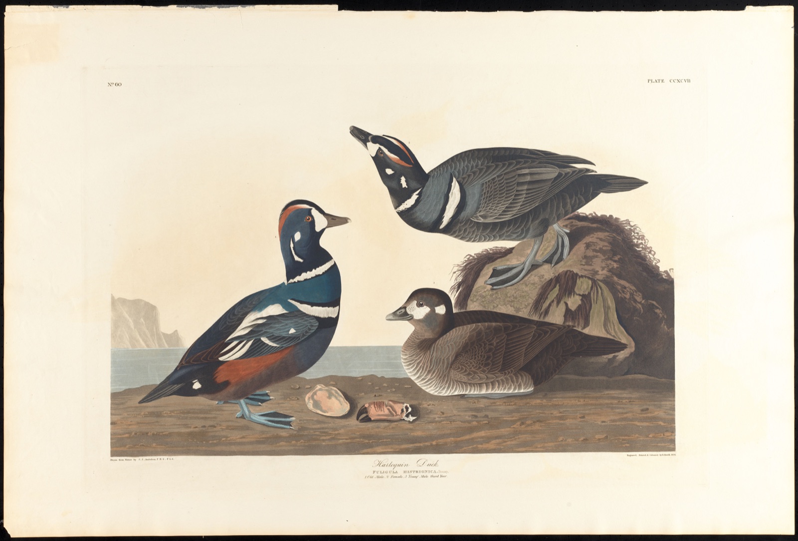 Harlequin duck — Audubon, John James, 1785-1851 (Artist); Havell, Robert, 1793-1878 (Engraver)