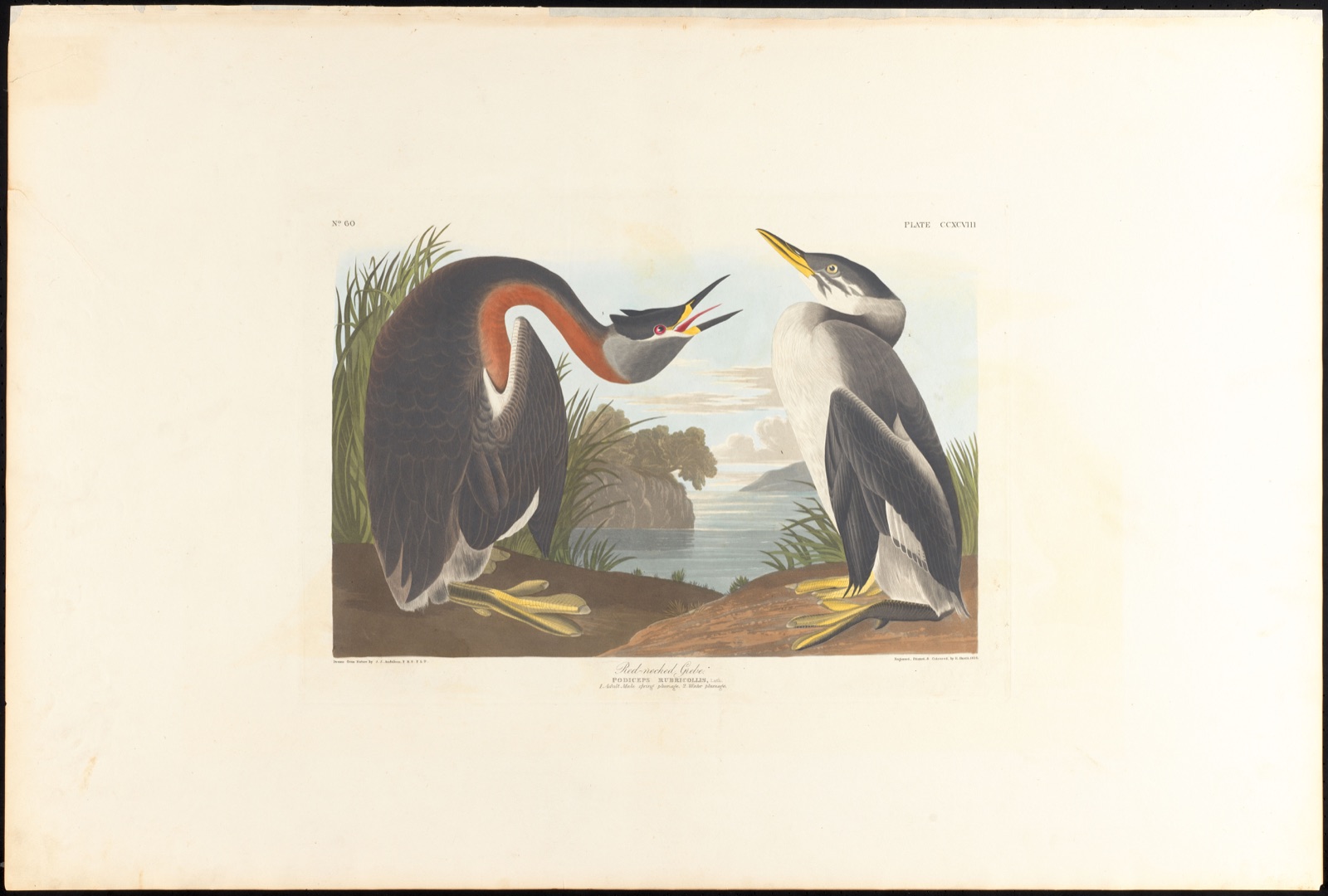 Red-necked grebe — Audubon, John James, 1785-1851 (Artist); Havell, Robert, 1793-1878 (Engraver)