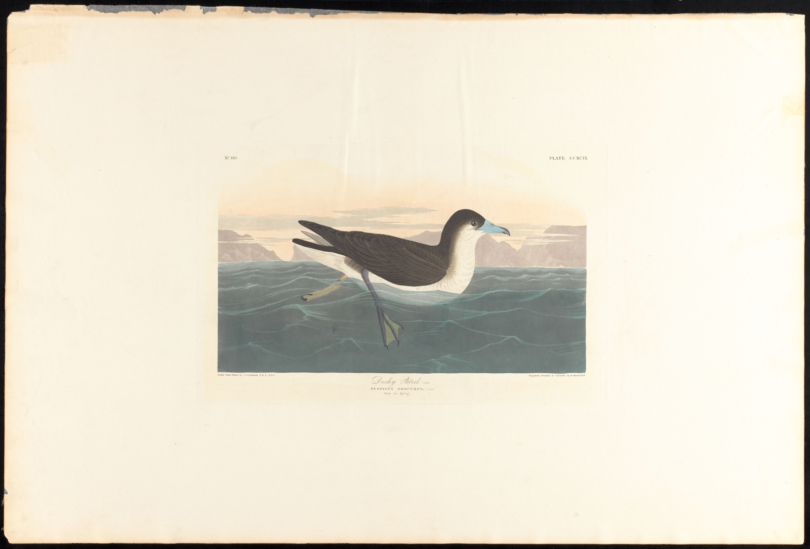 Dusky petrel, Lath. — Audubon, John James, 1785-1851 (Artist); Havell, Robert, 1793-1878 (Engraver)