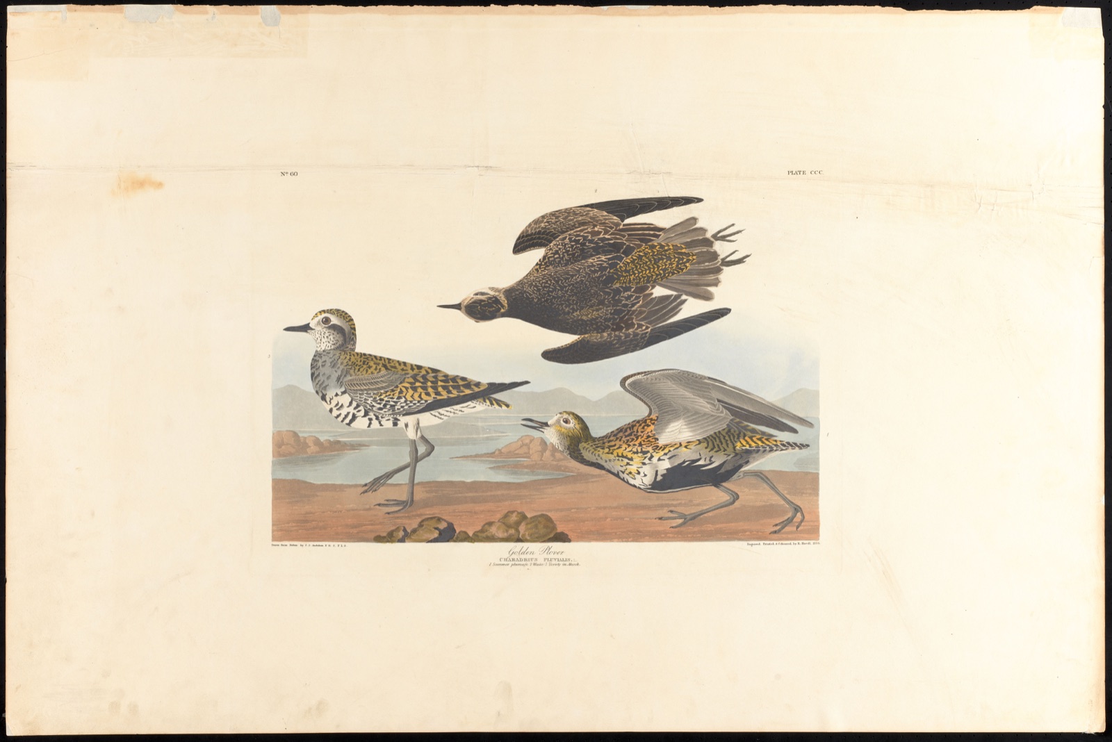Golden plover — Audubon, John James, 1785-1851 (Artist); Havell, Robert, 1793-1878 (Engraver)