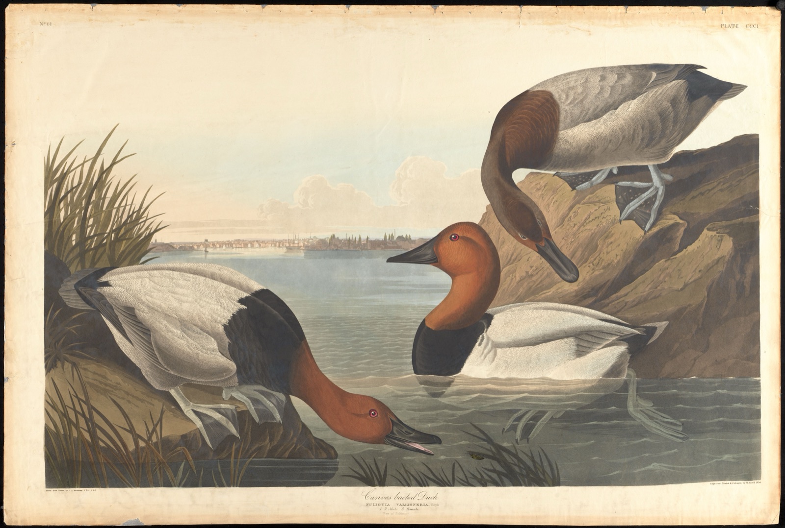 Canvas backed duck — Audubon, John James, 1785-1851 (Artist); Havell, Robert, 1793-1878 (Engraver)