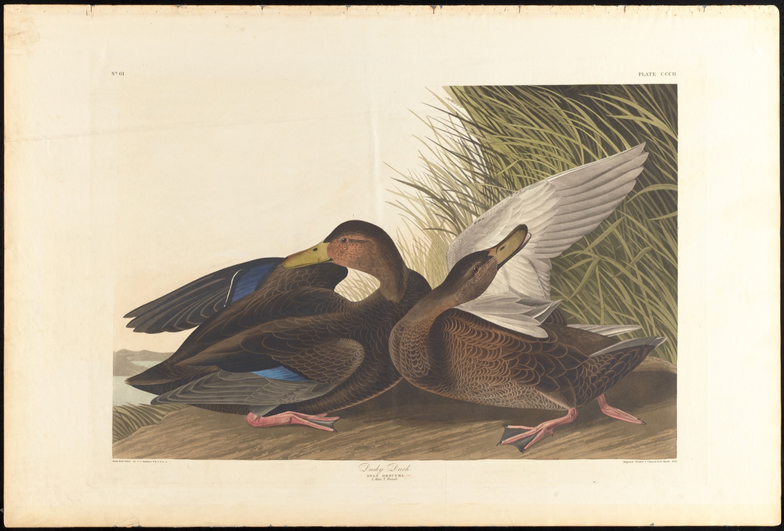 Dusky duck — Audubon, John James, 1785-1851 (Artist); Havell, Robert, 1793-1878 (Engraver)