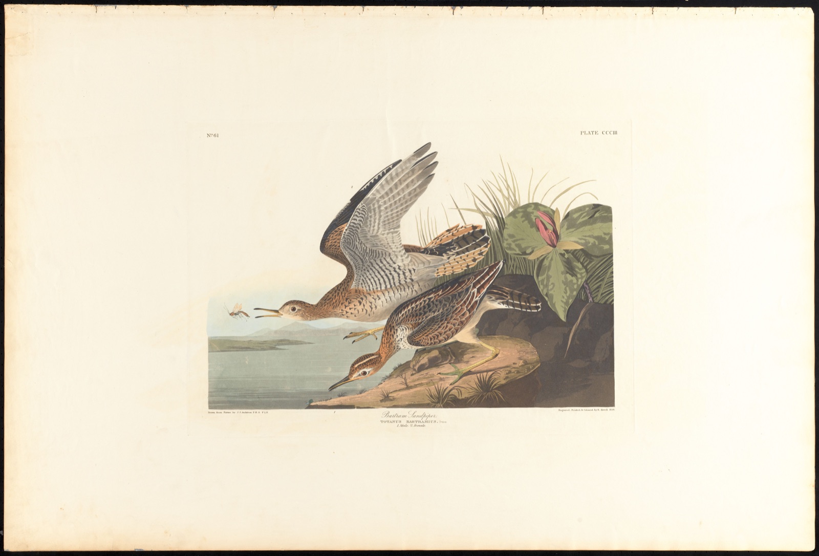 Bartram sandpiper — Audubon, John James, 1785-1851 (Artist); Havell, Robert, 1793-1878 (Engraver)