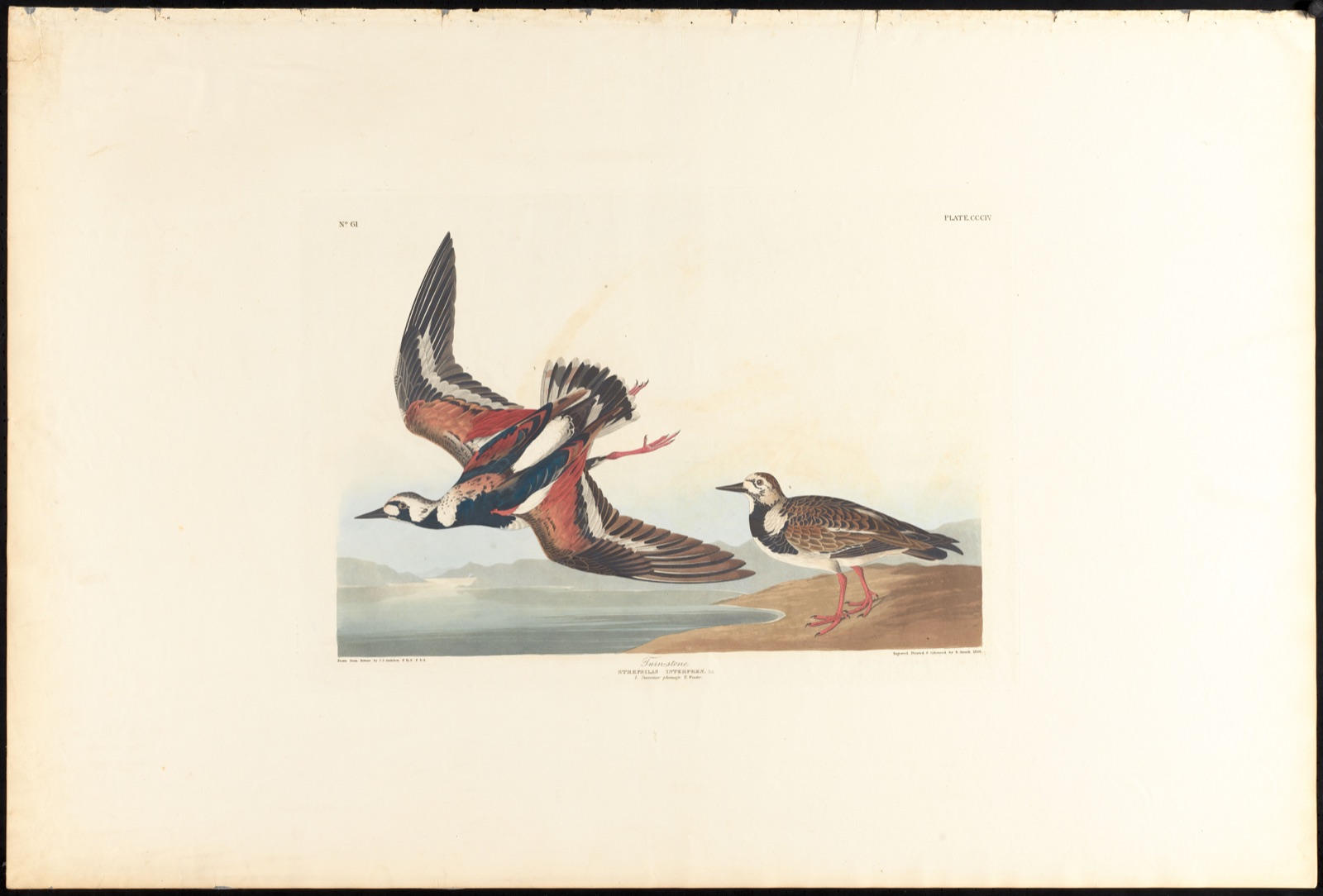 Turn-stone — Audubon, John James, 1785-1851 (Artist); Havell, Robert, 1793-1878 (Engraver)