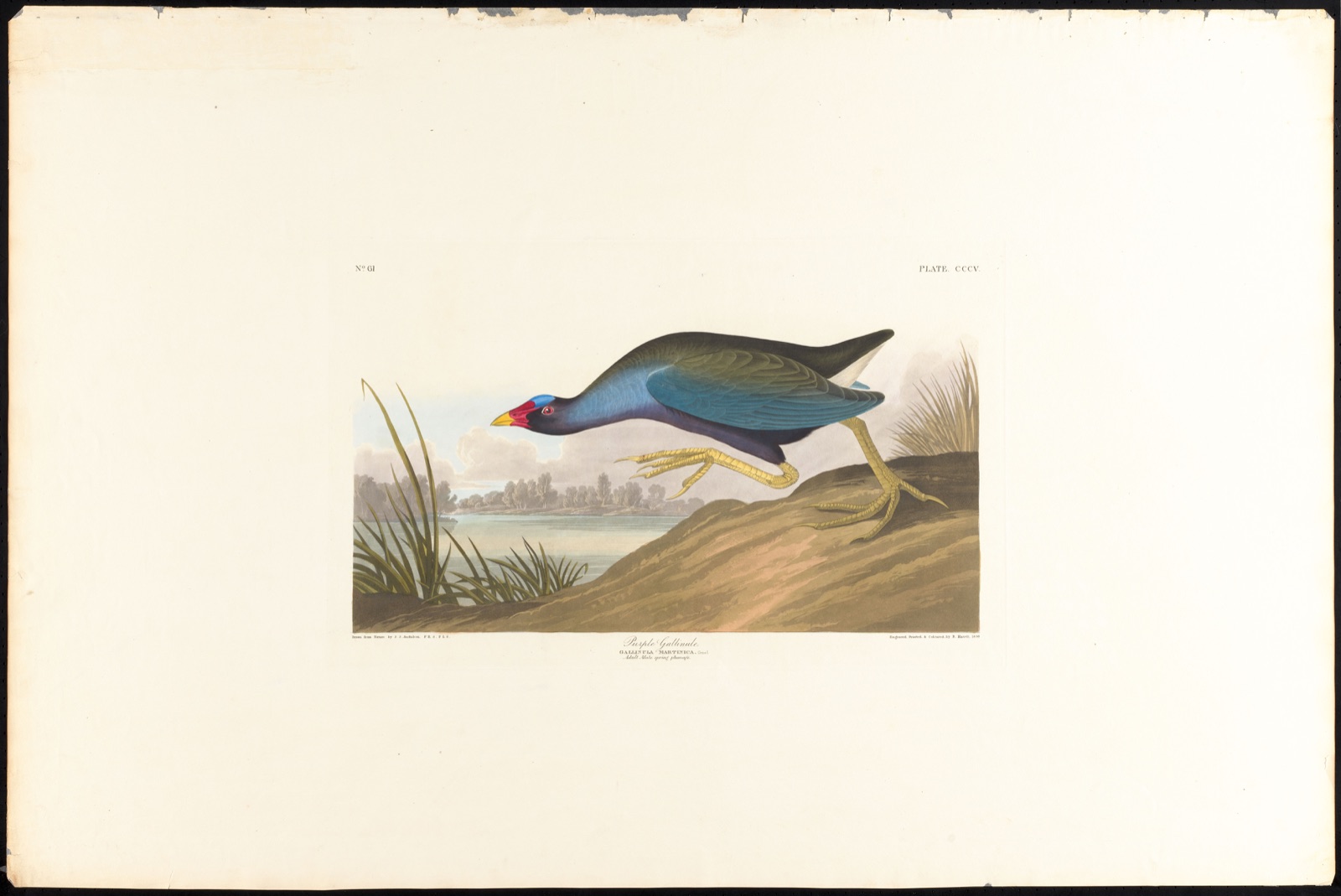 Purple gallinule — Audubon, John James, 1785-1851 (Artist); Havell, Robert, 1793-1878 (Engraver)