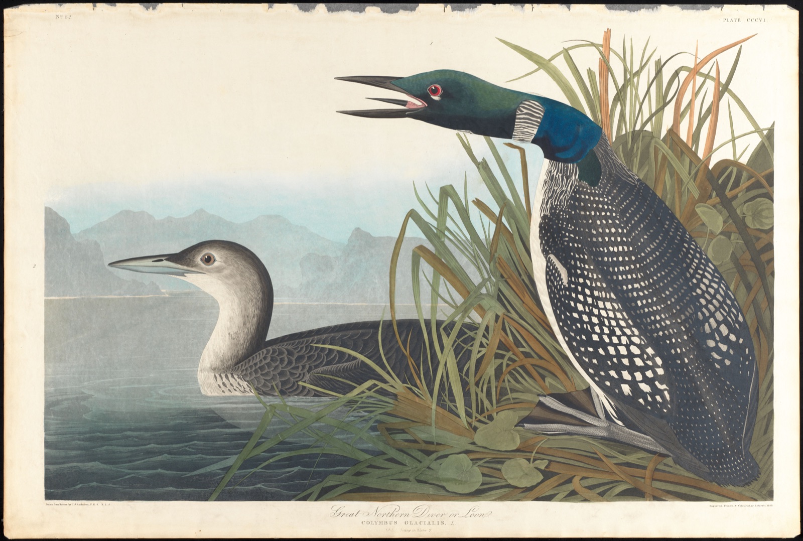 Great northern diver or loon — Audubon, John James, 1785-1851 (Artist); Havell, Robert, 1793-1878 (Engraver)