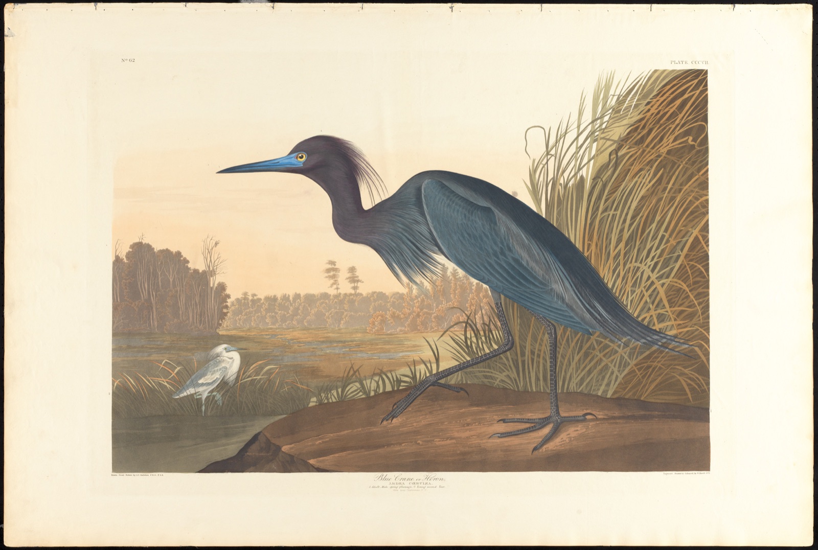 Blue crane or heron — Audubon, John James, 1785-1851 (Artist); Havell, Robert, 1793-1878 (Engraver)
