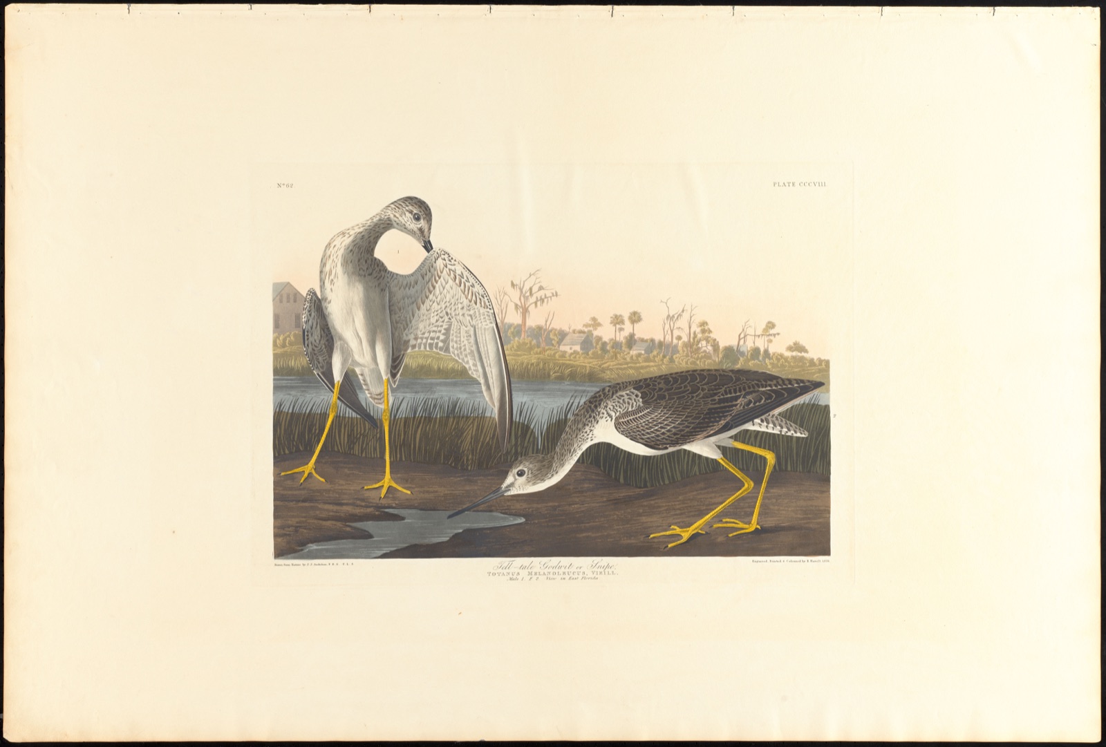 Tell-tale godwit or snipe — Audubon, John James, 1785-1851 (Artist); Havell, Robert, 1793-1878 (Engraver)