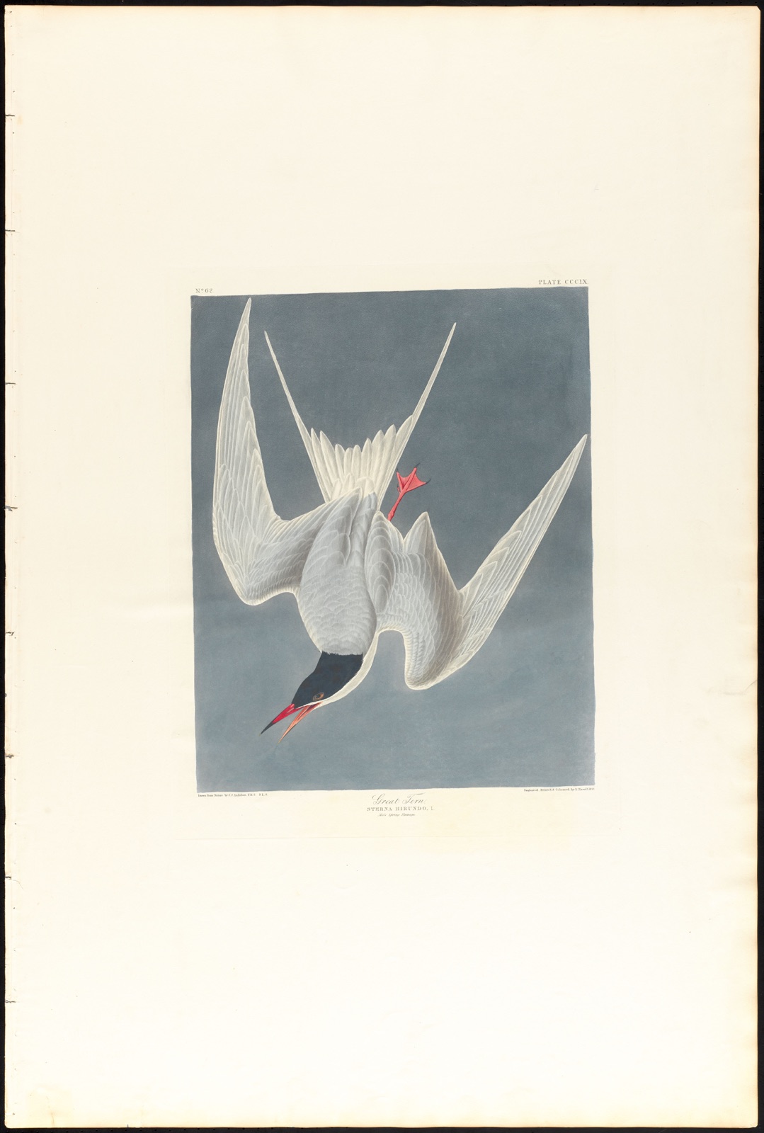 Great tern — Audubon, John James, 1785-1851 (Artist); Havell, Robert, 1793-1878 (Engraver)