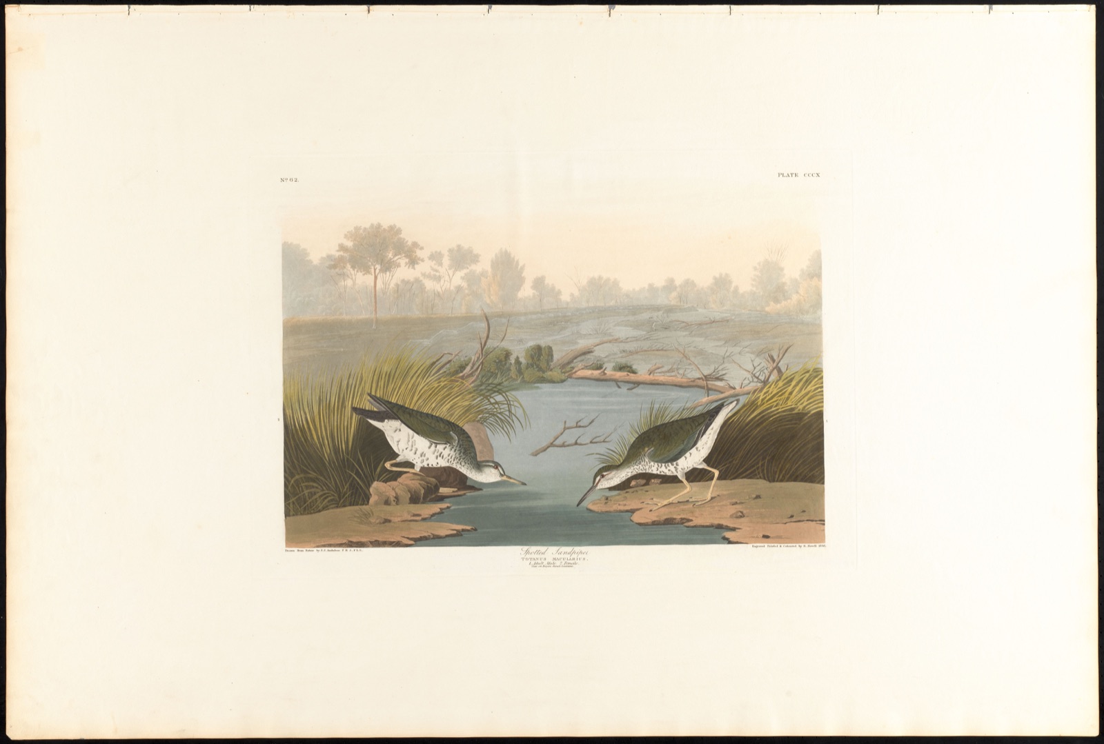 Spotted sandpiper — Audubon, John James, 1785-1851 (Artist); Havell, Robert, 1793-1878 (Engraver)
