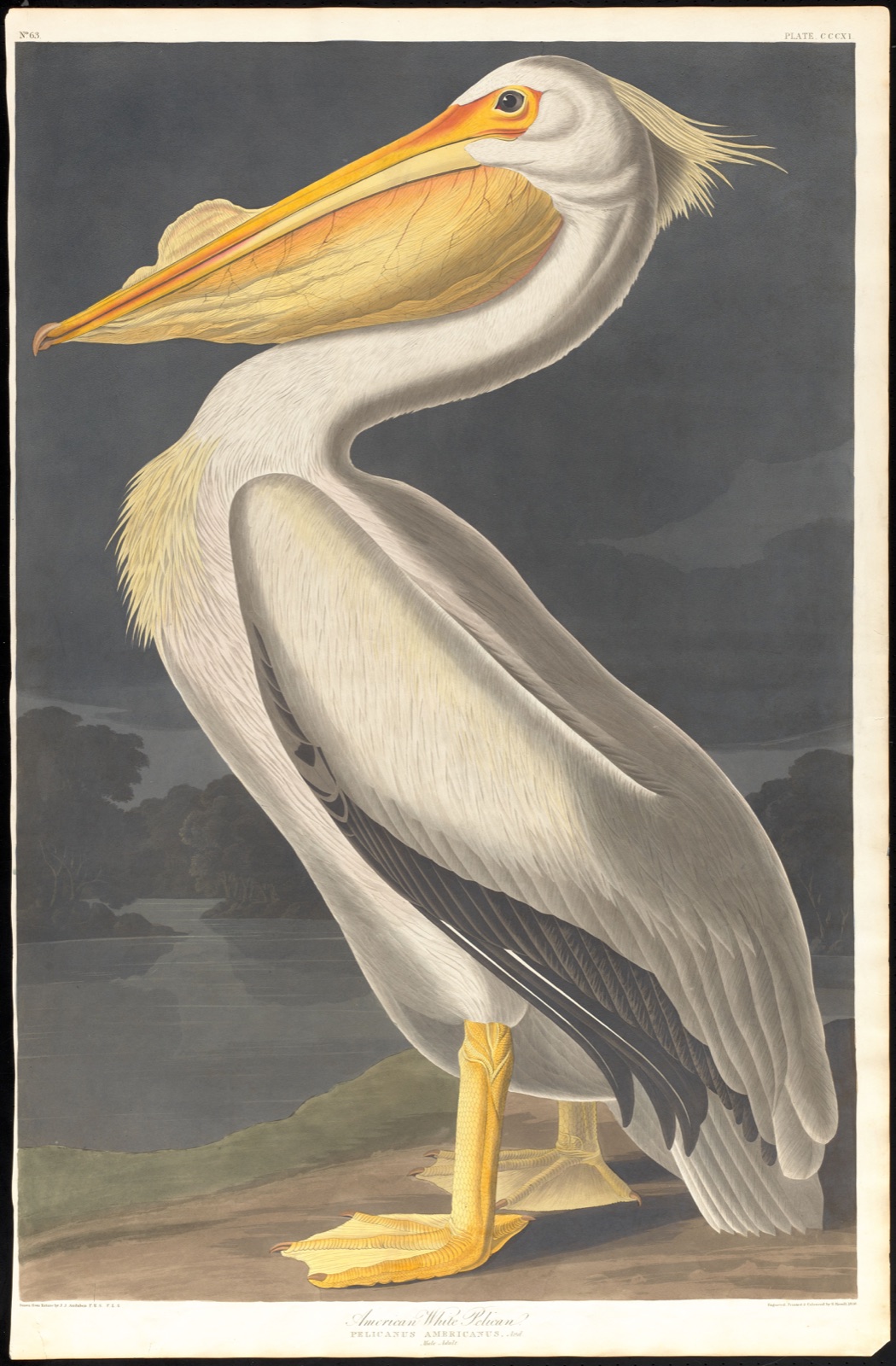 American white pelican — Audubon, John James, 1785-1851 (Artist); Havell, Robert, 1793-1878 (Engraver)