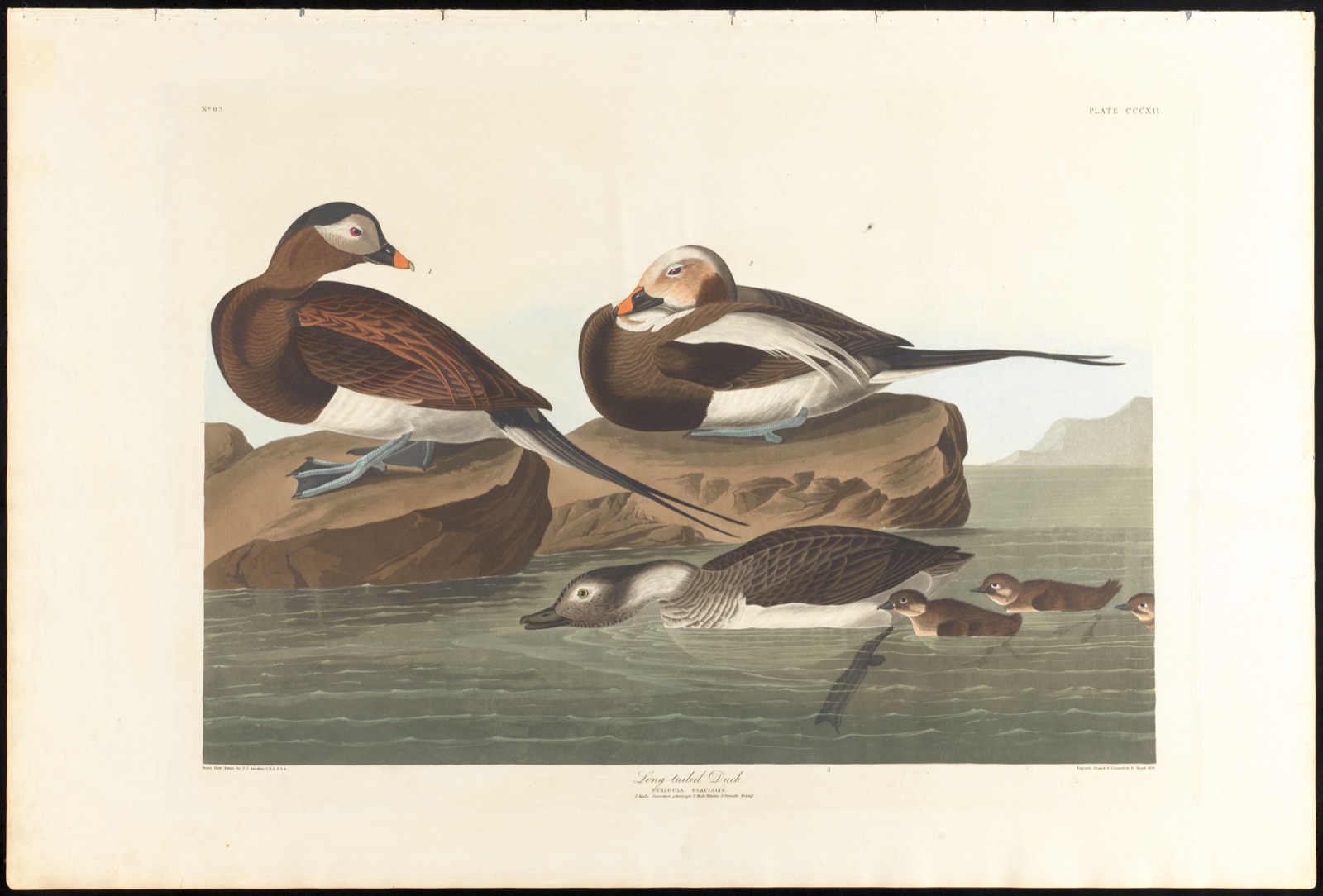 Long-tailed duck — Audubon, John James, 1785-1851 (Artist); Havell, Robert, 1793-1878 (Engraver)