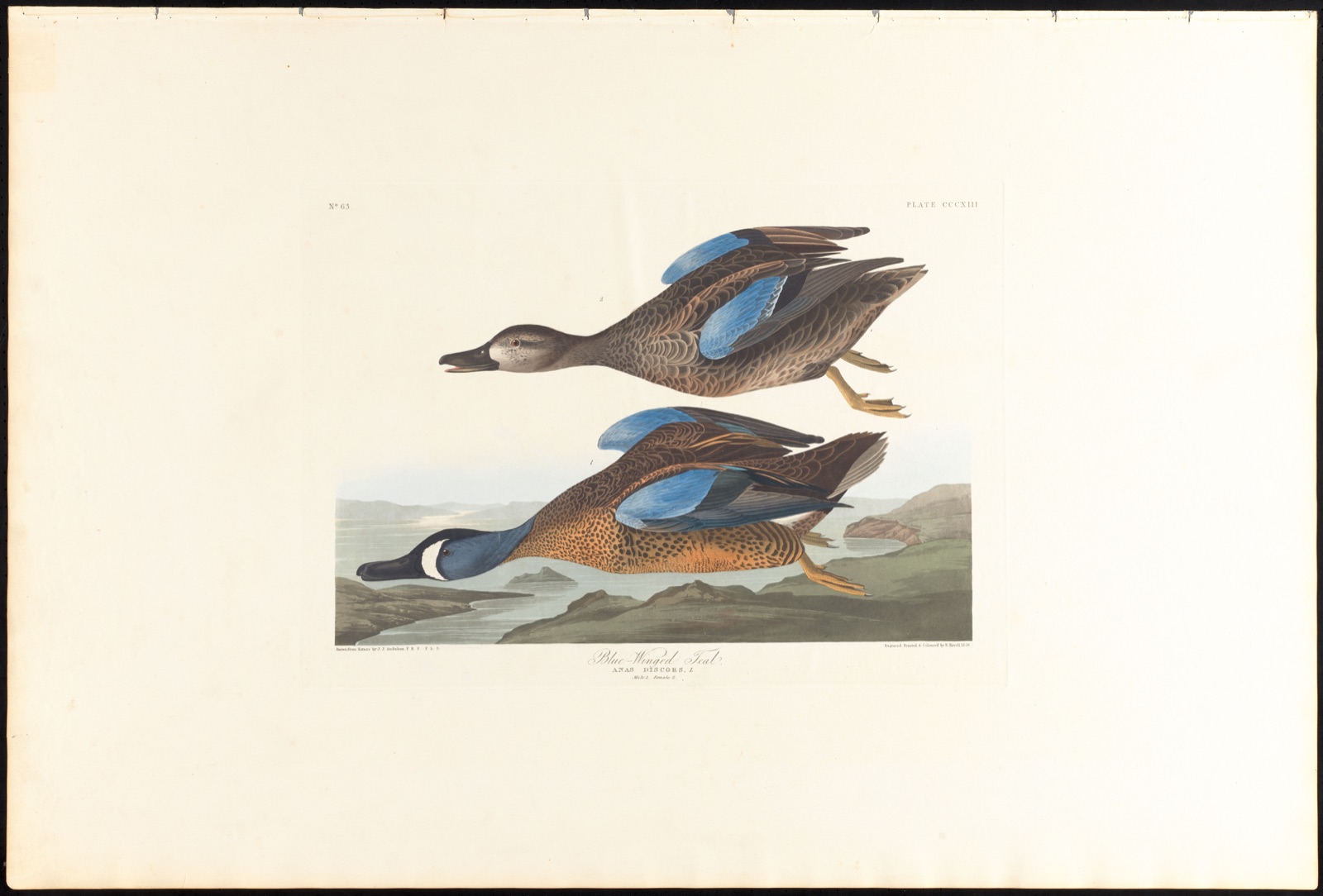 Blue-winged teal — Audubon, John James, 1785-1851 (Artist); Havell, Robert, 1793-1878 (Engraver)