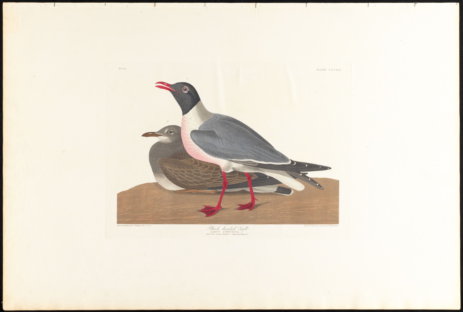 Black-headed gull — Audubon, John James, 1785-1851 (Artist); Havell, Robert, 1793-1878 (Engraver)