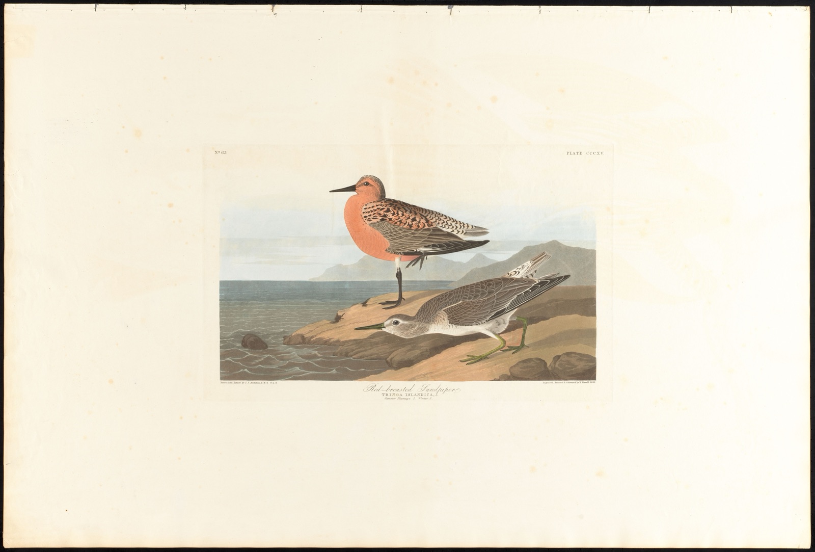 Red-breasted sandpiper — Audubon, John James, 1785-1851 (Artist); Havell, Robert, 1793-1878 (Engraver)