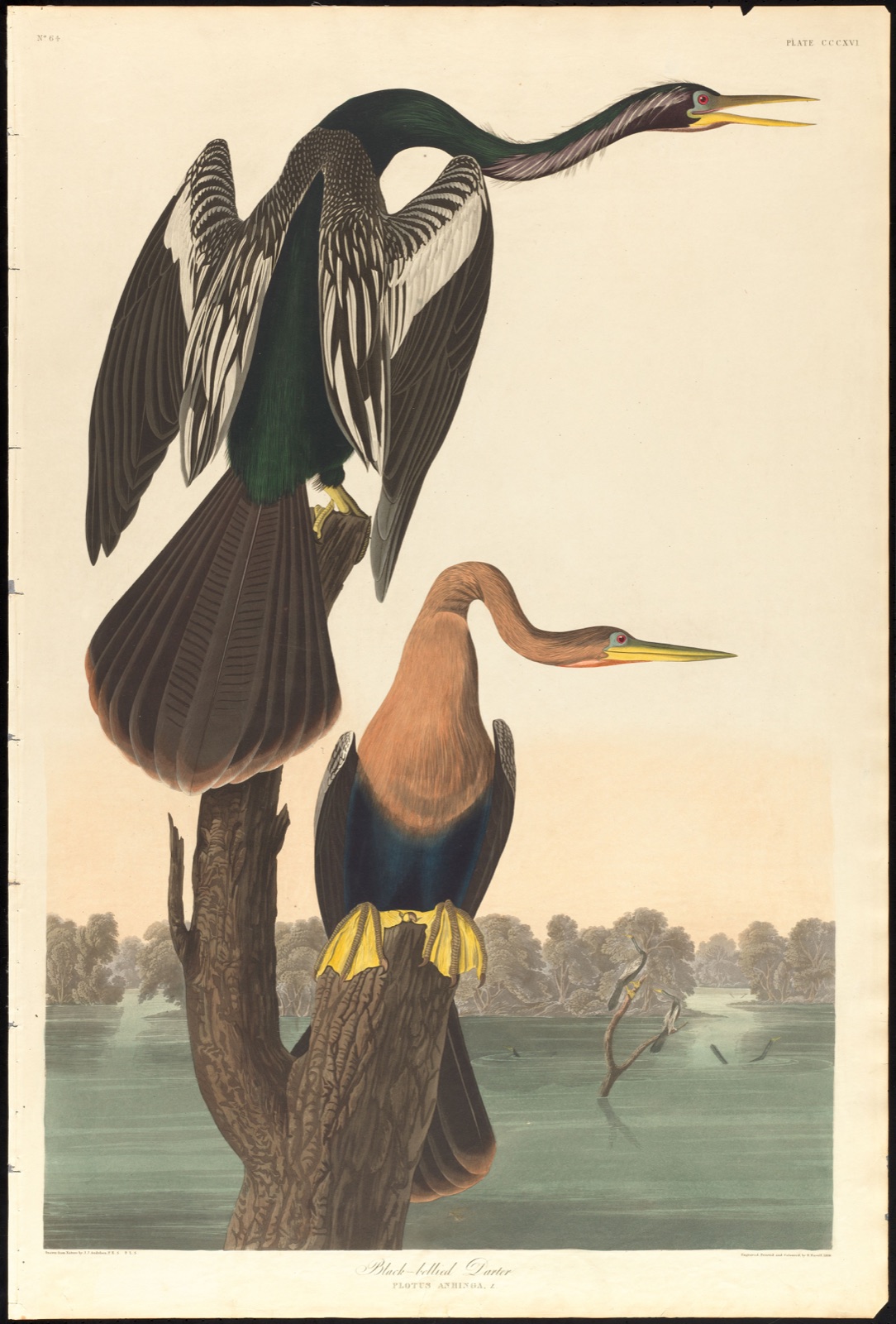 Black-belled darter — Audubon, John James, 1785-1851 (Artist); Havell, Robert, 1793-1878 (Engraver)
