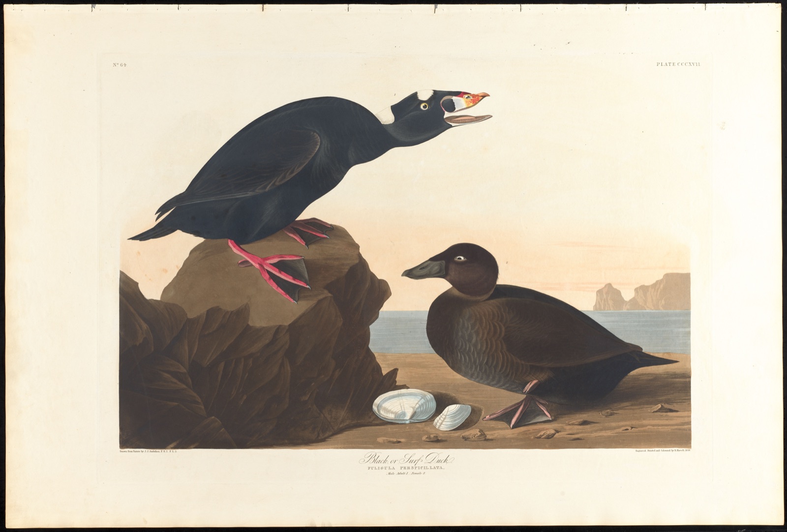 Black or surf duck — Audubon, John James, 1785-1851 (Artist); Havell, Robert, 1793-1878 (Engraver)