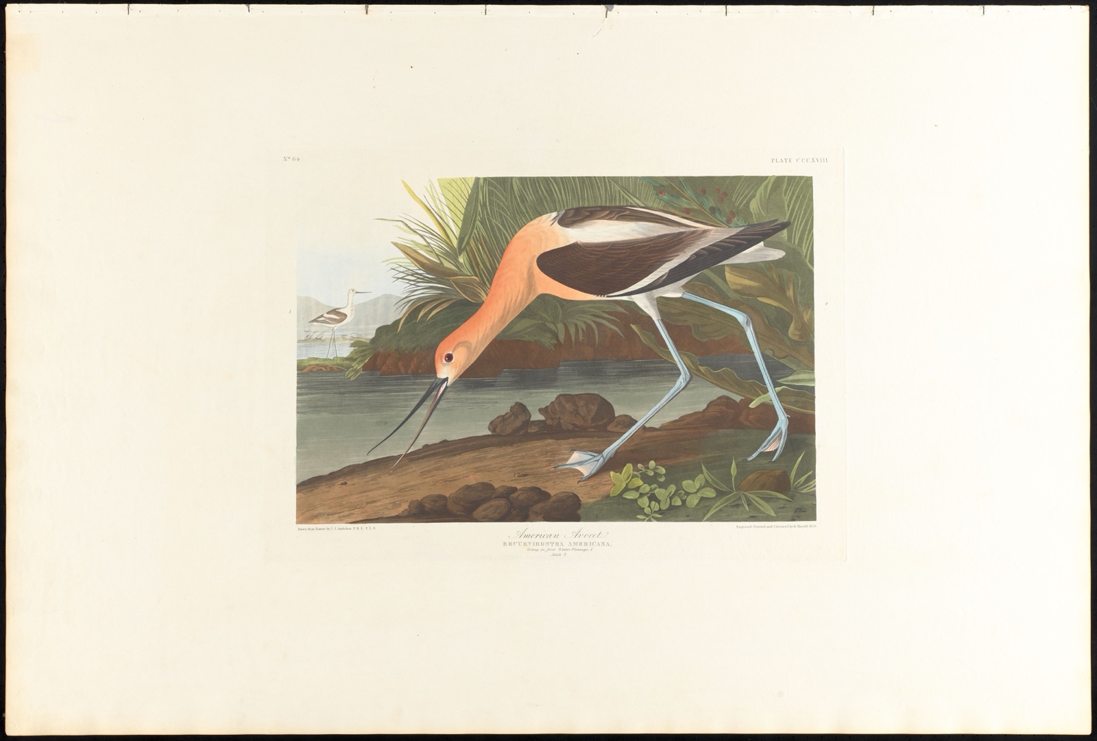 American avocet — Audubon, John James, 1785-1851 (Artist); Havell, Robert, 1793-1878 (Engraver)
