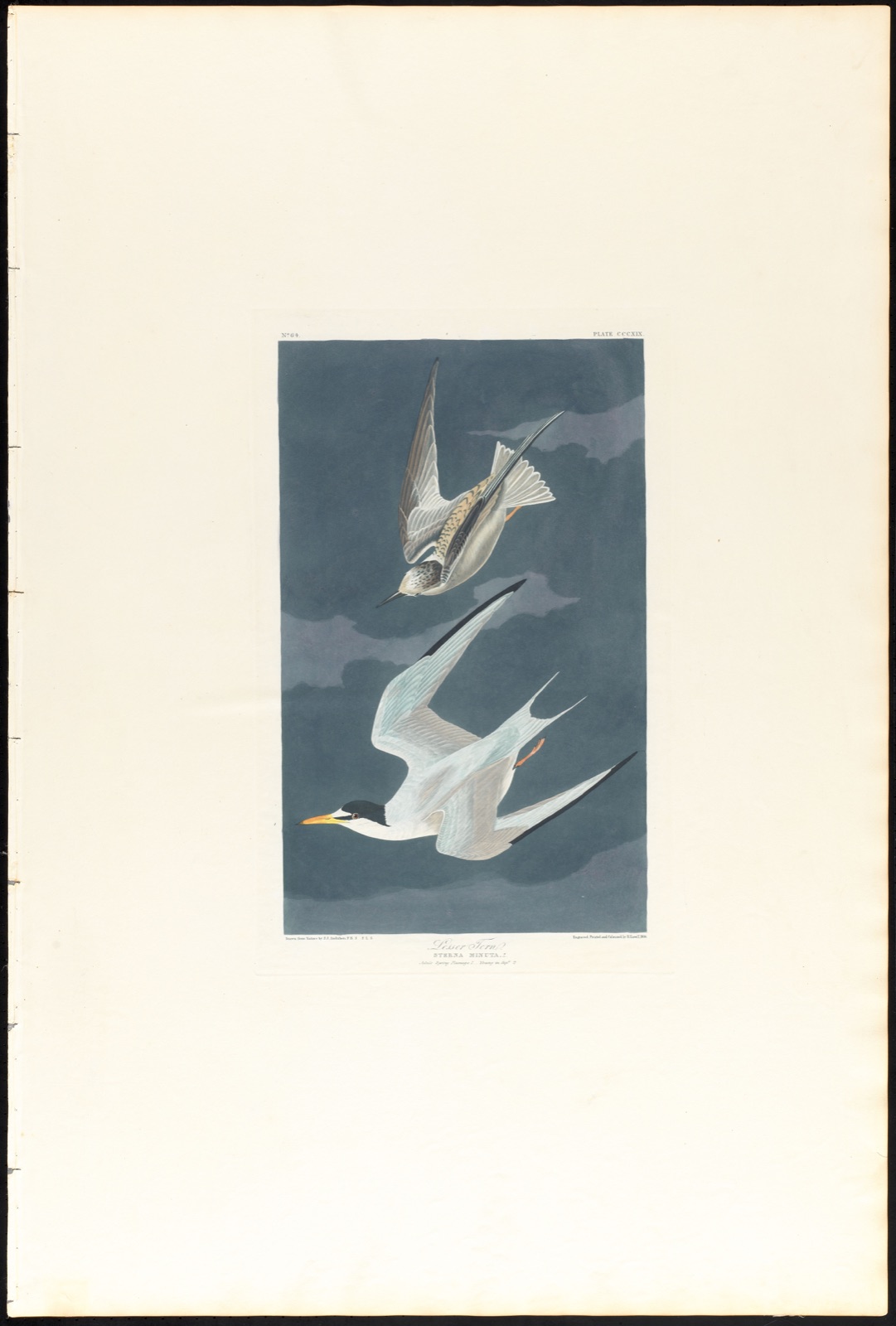 Lesser tern — Audubon, John James, 1785-1851 (Artist); Havell, Robert, 1793-1878 (Engraver)
