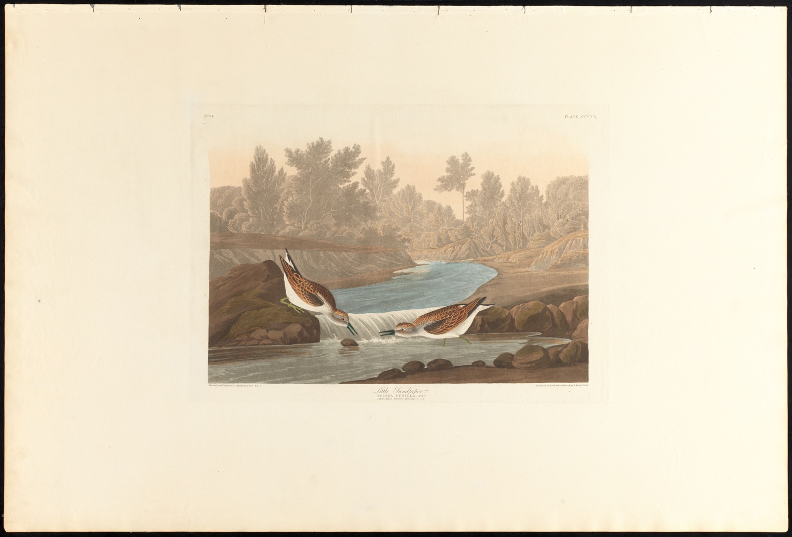 Little sandpiper — Audubon, John James, 1785-1851 (Artist); Havell, Robert, 1793-1878 (Engraver)