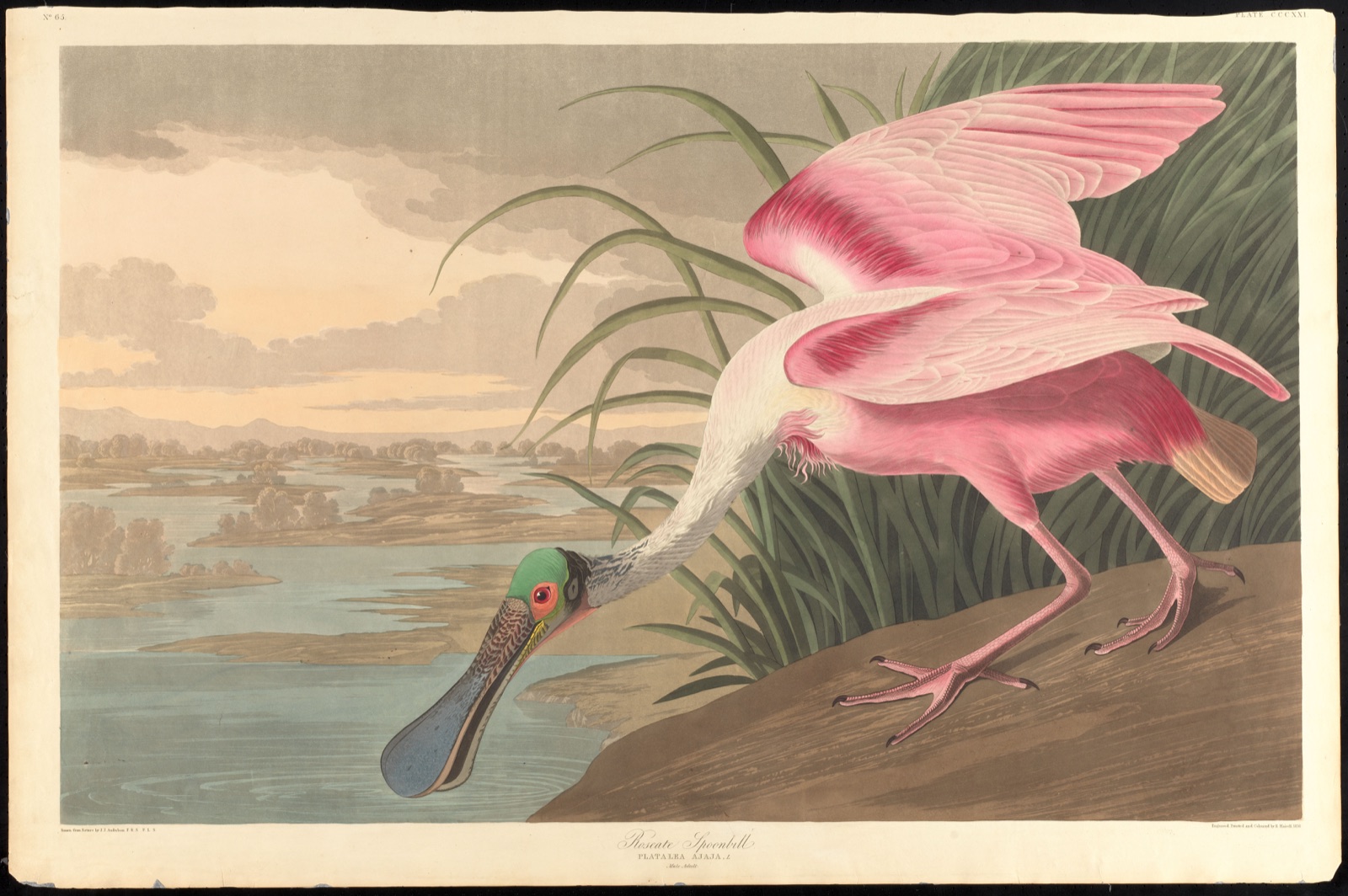 Roseate spoonbill — Audubon, John James, 1785-1851 (Artist); Havell, Robert, 1793-1878 (Engraver)