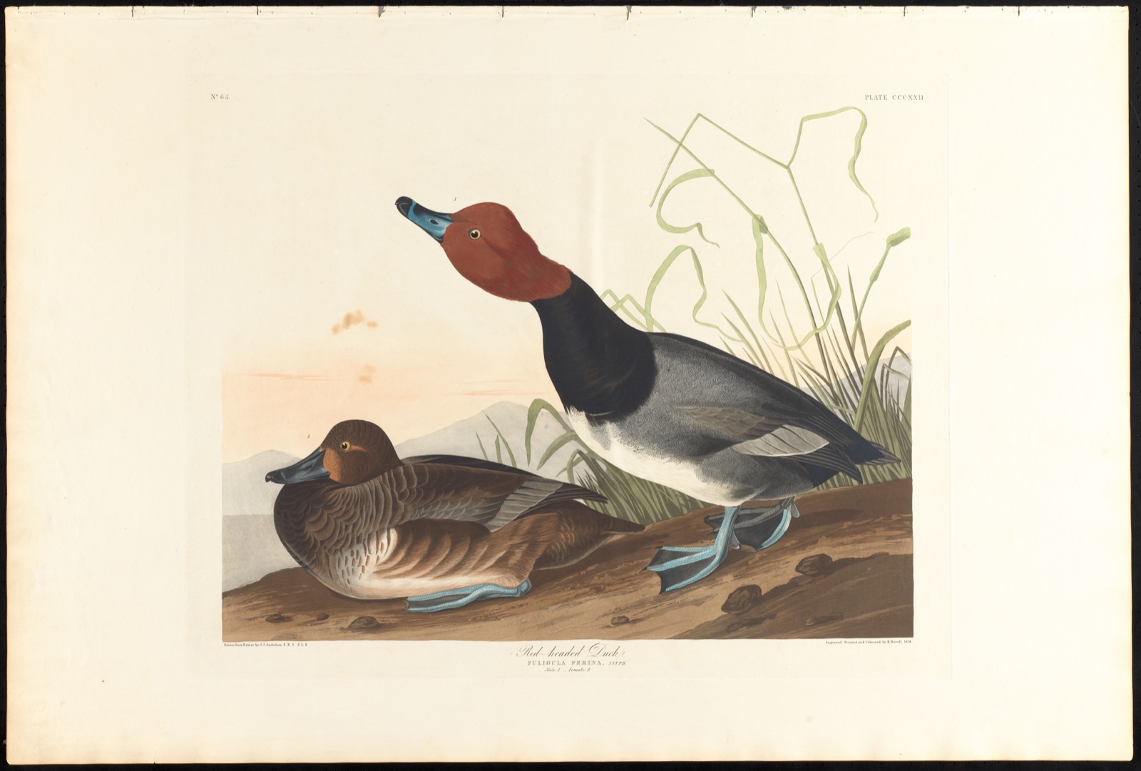 Red-headed duck — Audubon, John James, 1785-1851 (Artist); Havell, Robert, 1793-1878 (Engraver)