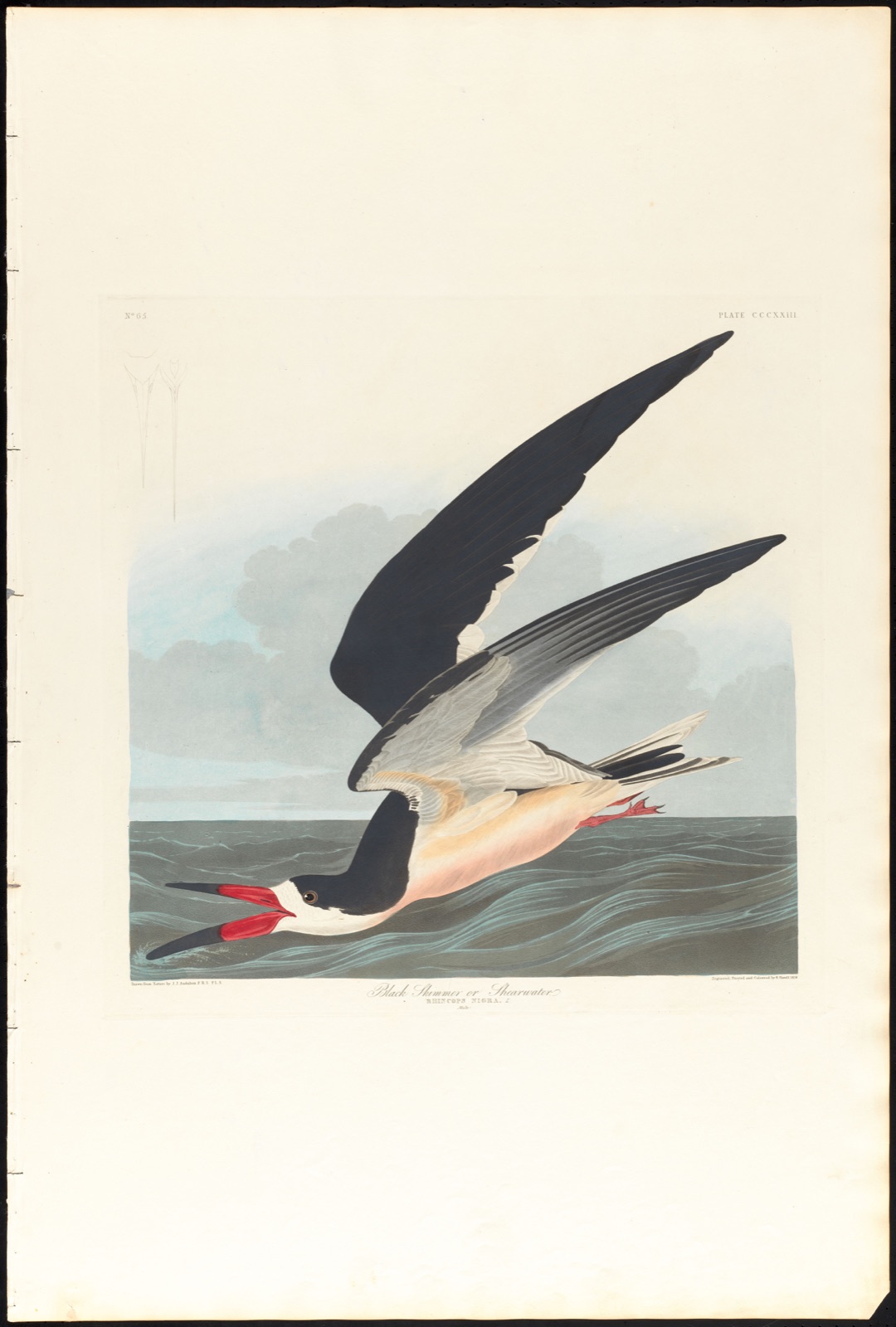 Black skimmer or shearwater — Audubon, John James, 1785-1851 (Artist); Havell, Robert, 1793-1878 (Engraver)