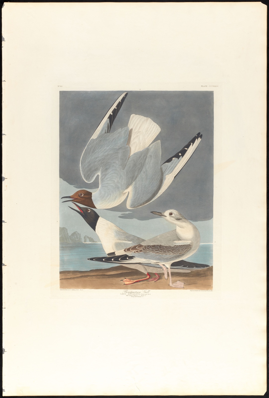 Bonapartian gull — Audubon, John James, 1785-1851 (Artist); Havell, Robert, 1793-1878 (Engraver)