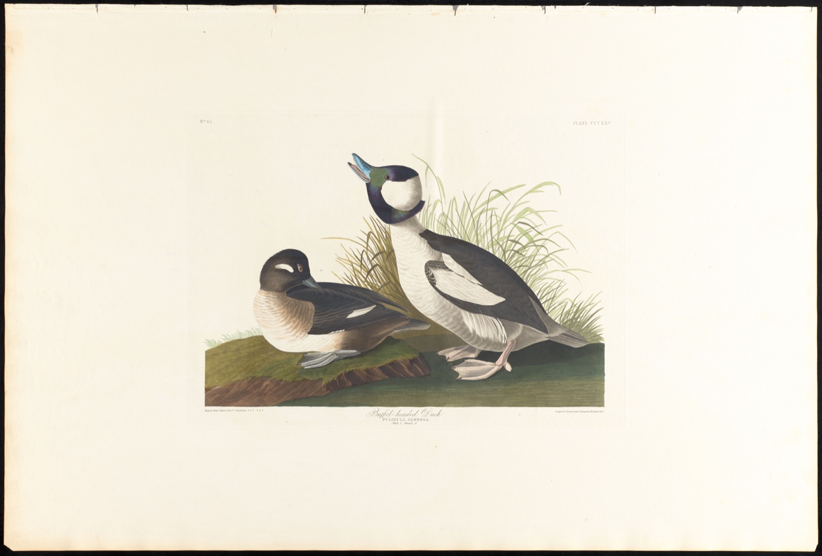 Buffet-headed duck — Audubon, John James, 1785-1851 (Artist); Havell, Robert, 1793-1878 (Engraver)