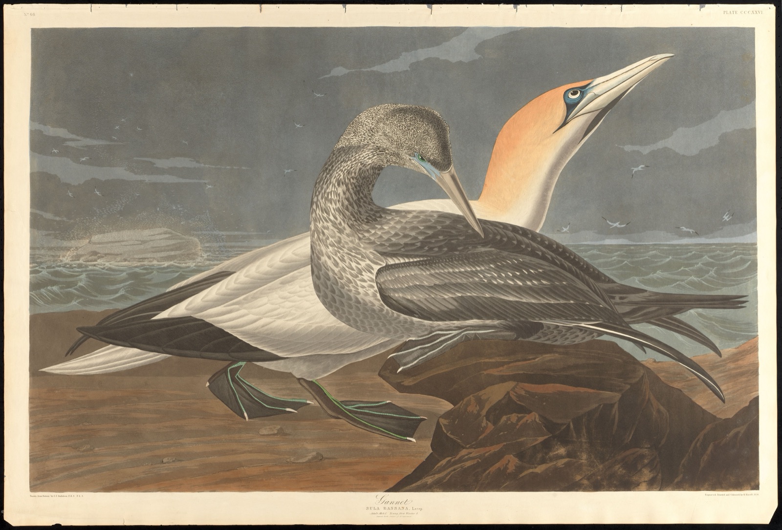 Gannet — Audubon, John James, 1785-1851 (Artist); Havell, Robert, 1793-1878 (Engraver)