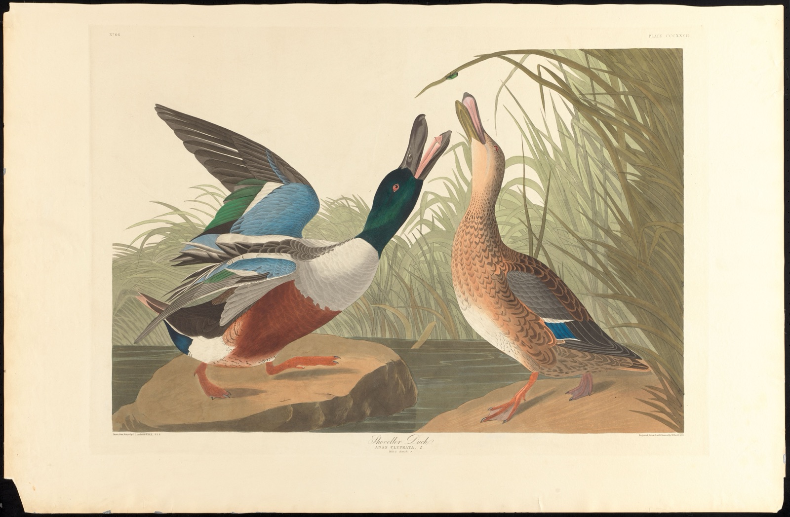 Shoveller duck — Audubon, John James, 1785-1851 (Artist); Havell, Robert, 1793-1878 (Engraver)